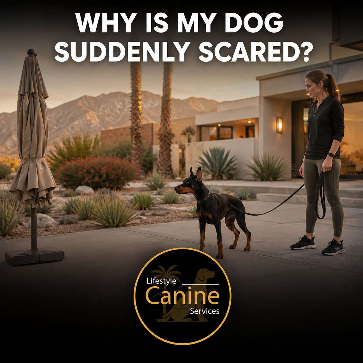 Why Is My Dog Suddenly Scared?