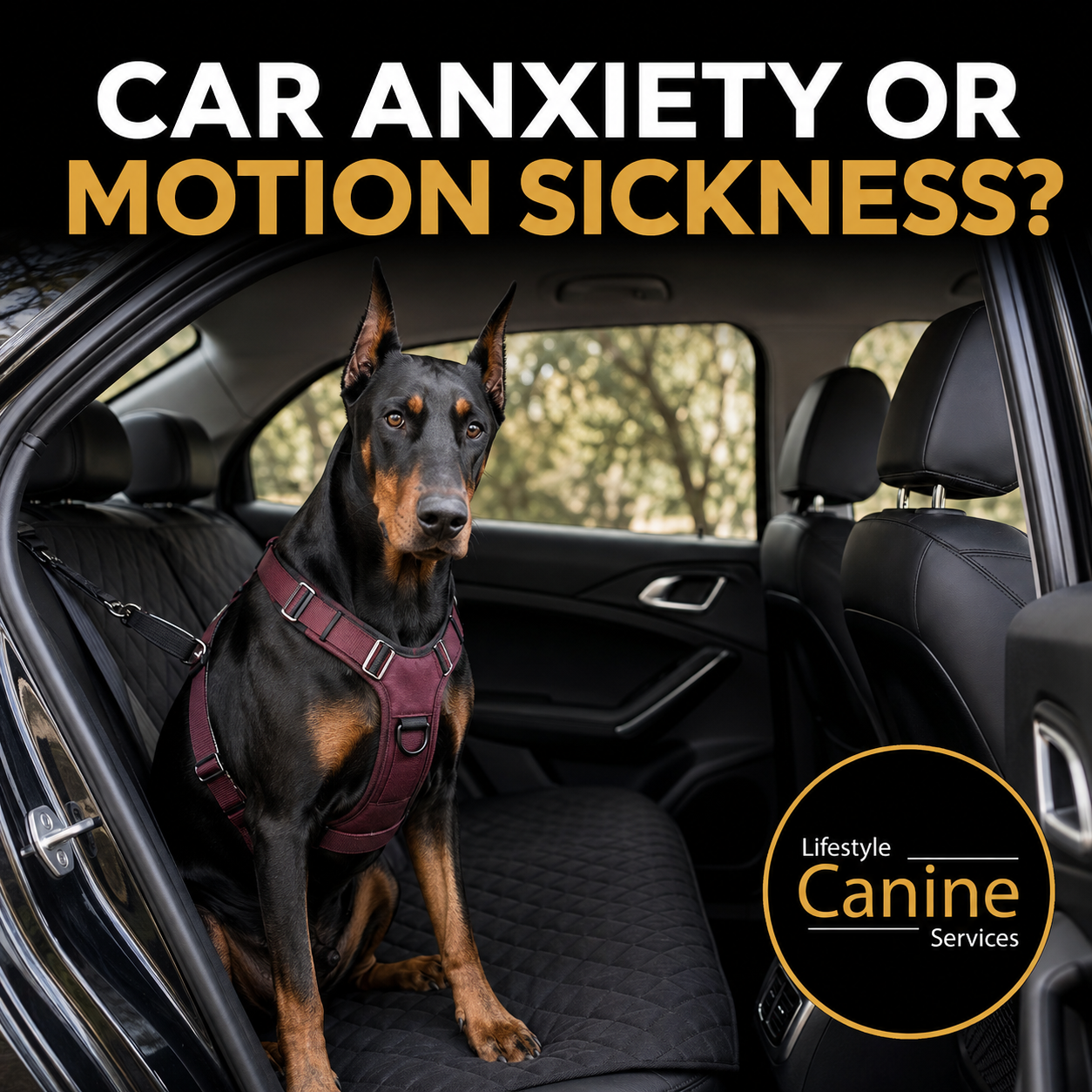Car Anxiety or Motion Sickness?