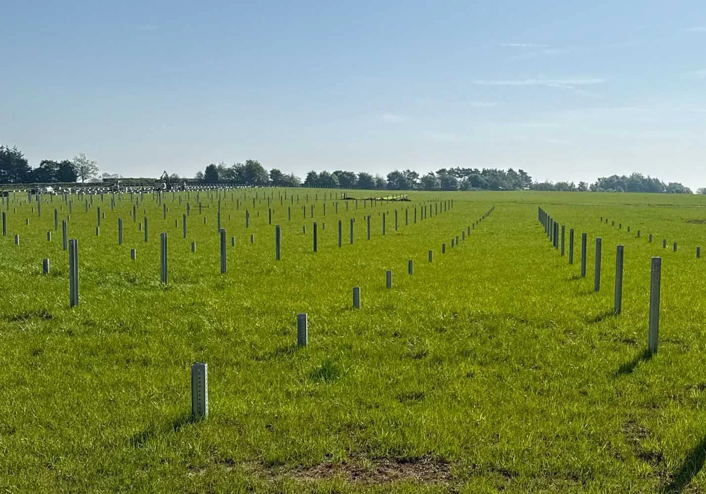 A large open field with evenly spaced small white posts, likely for planting crops. The field has green grass and is under a clear blue sky, with trees in the background.
