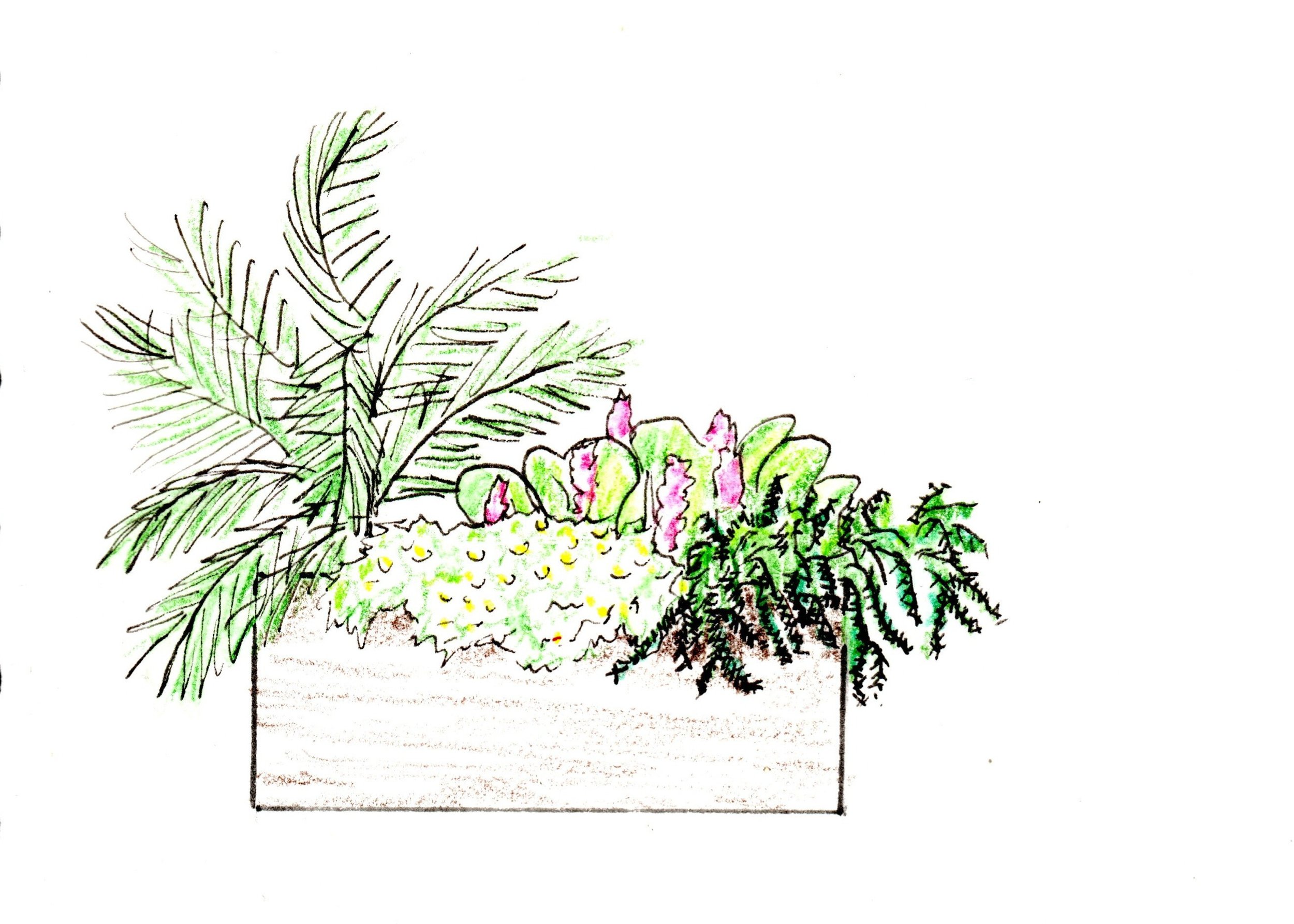 Drawing of large planter with mahonia