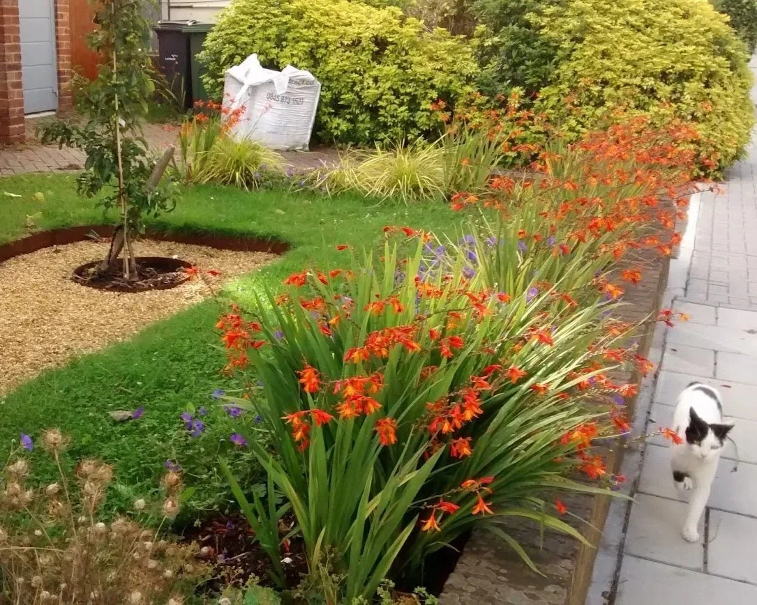 Front garden planting design with crocosmias