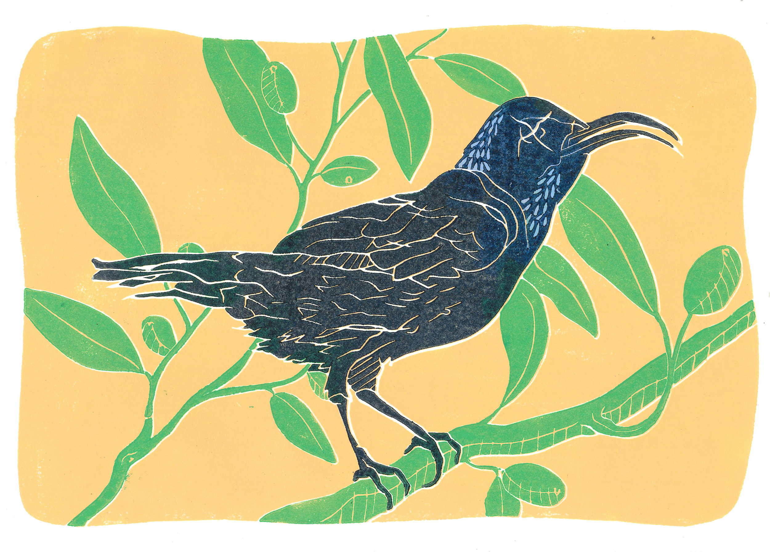 Palestine Sunbird.png