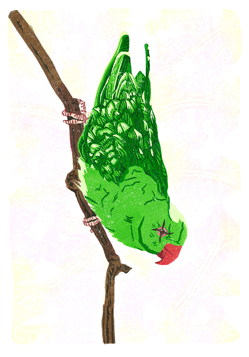 Parakeet 2.png