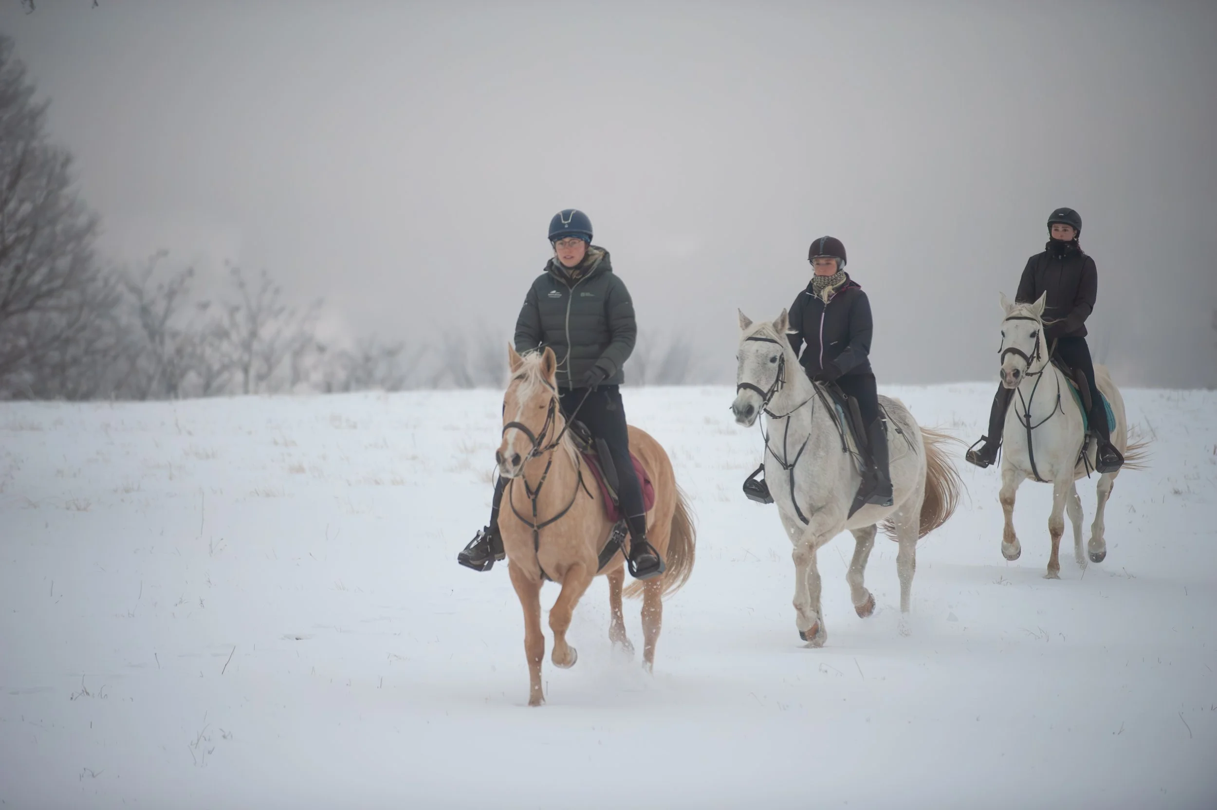 Equus Winter Ride 2026 (C) Andrei - Alexandru Popa-6.jpg