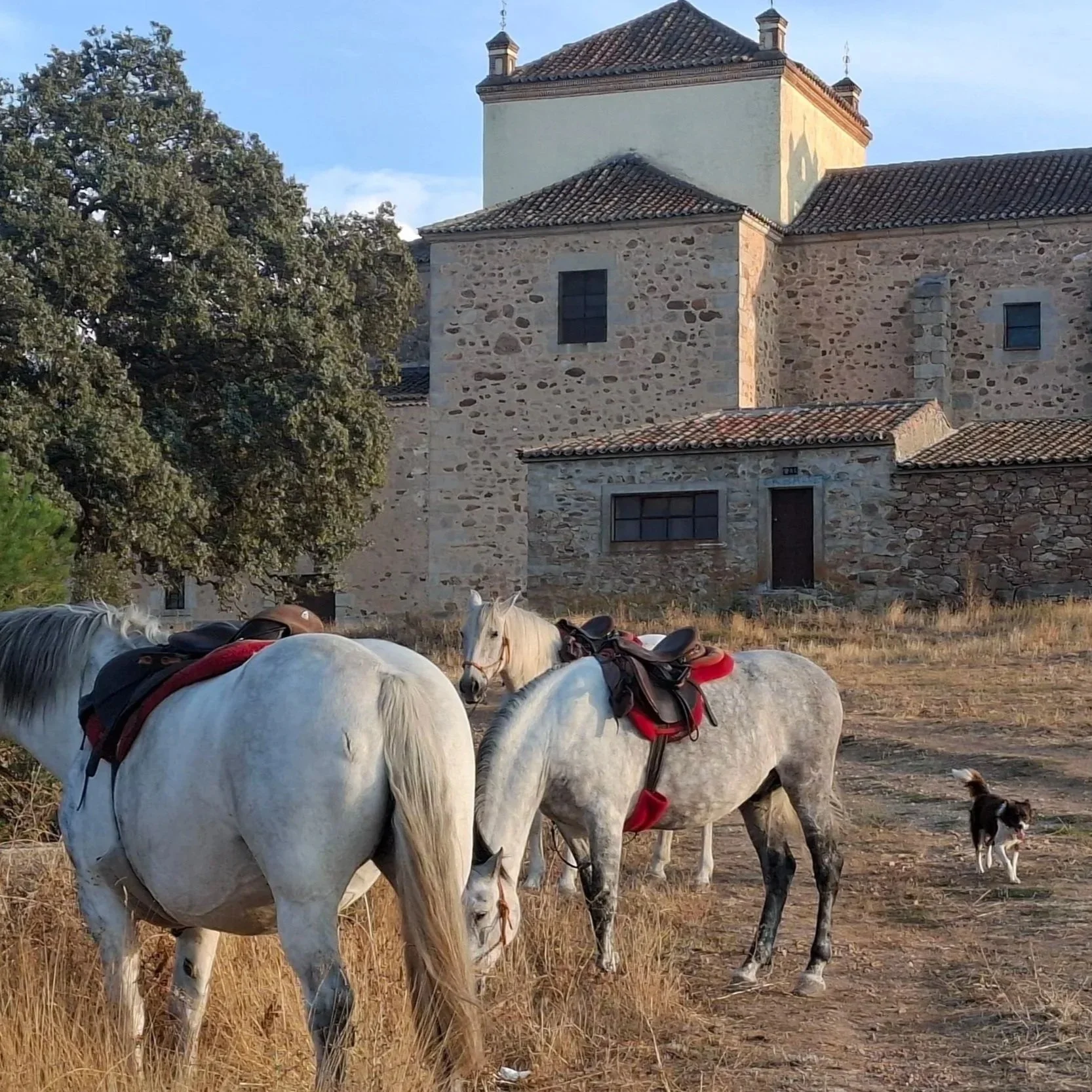 Three white horses with saddles and a dog walking on dry grass in front of a stone building with a tiled roof.