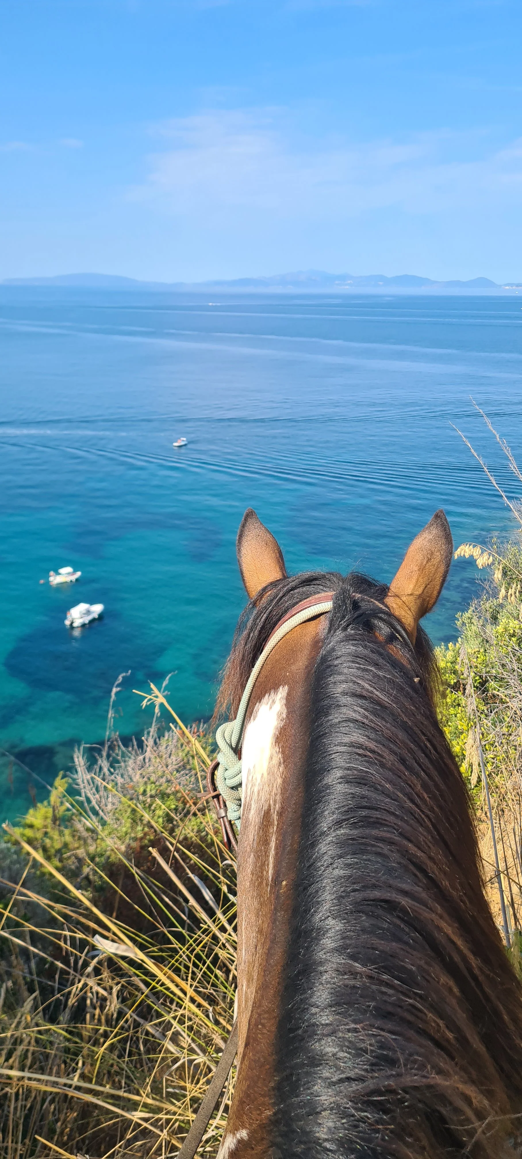 Horses7 (1).jpg