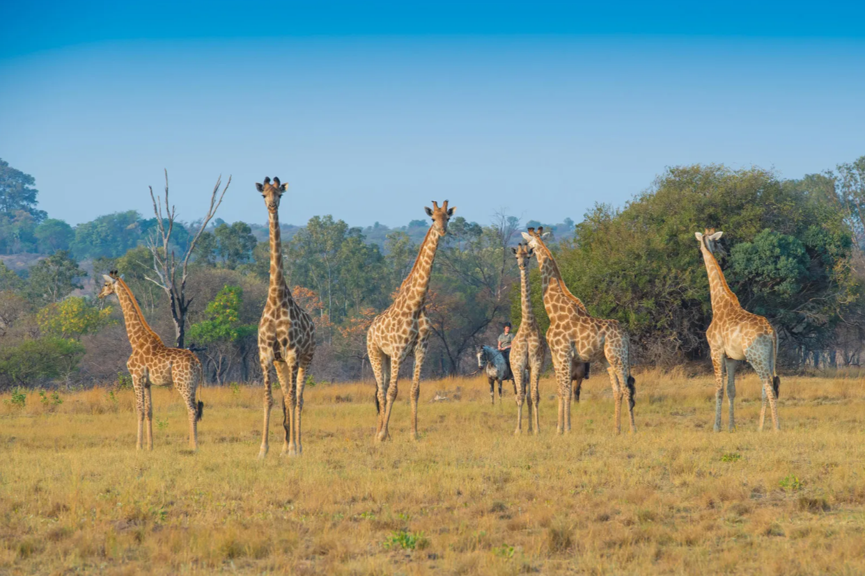 A group of six giraffes standing in a grassy field with trees in the background on a clear day.