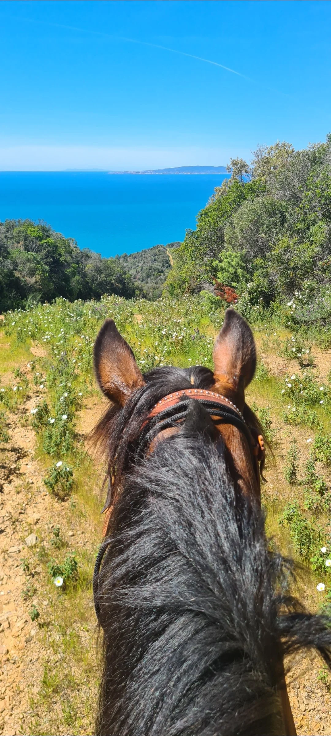 Horses2 (1).jpg