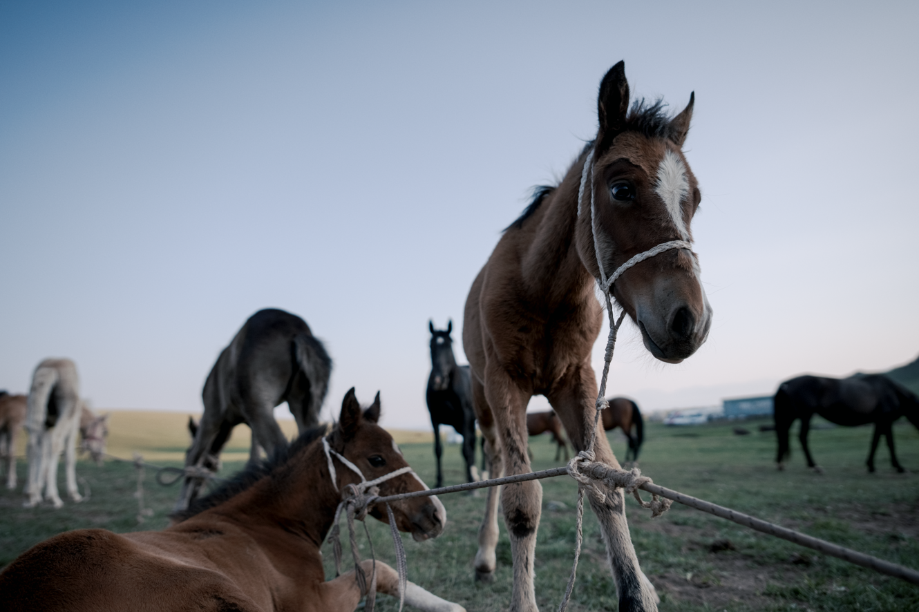 A group of horses in a pasture, with one foal in the foreground tied with a rope, standing on grass during dusk or dawn.