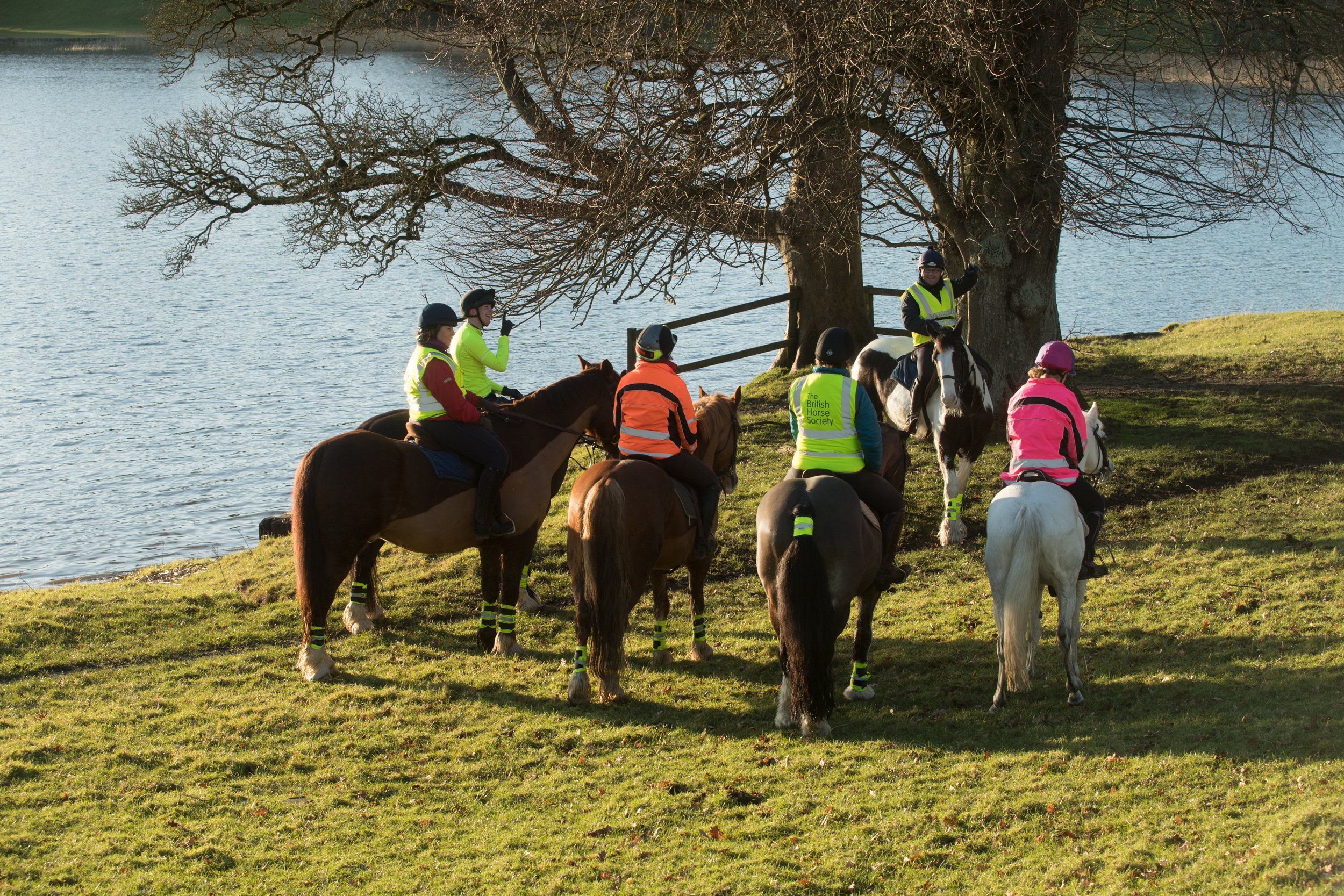 Group of people riding horses near a lake, gathered under a large tree on grassy terrain.
