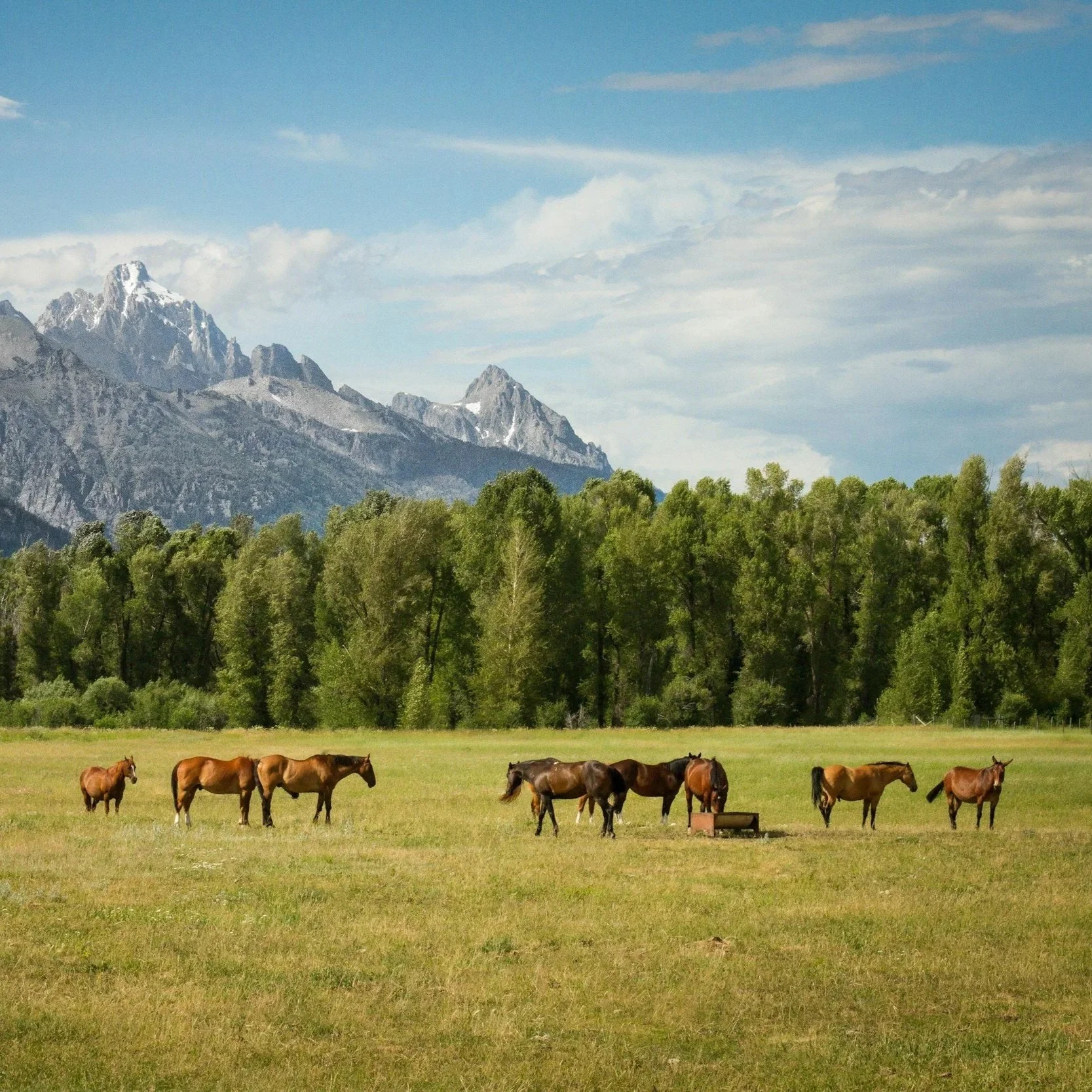 A peaceful scene of seven horses grazing in a green field with mountains and trees in the background under a blue sky with clouds.