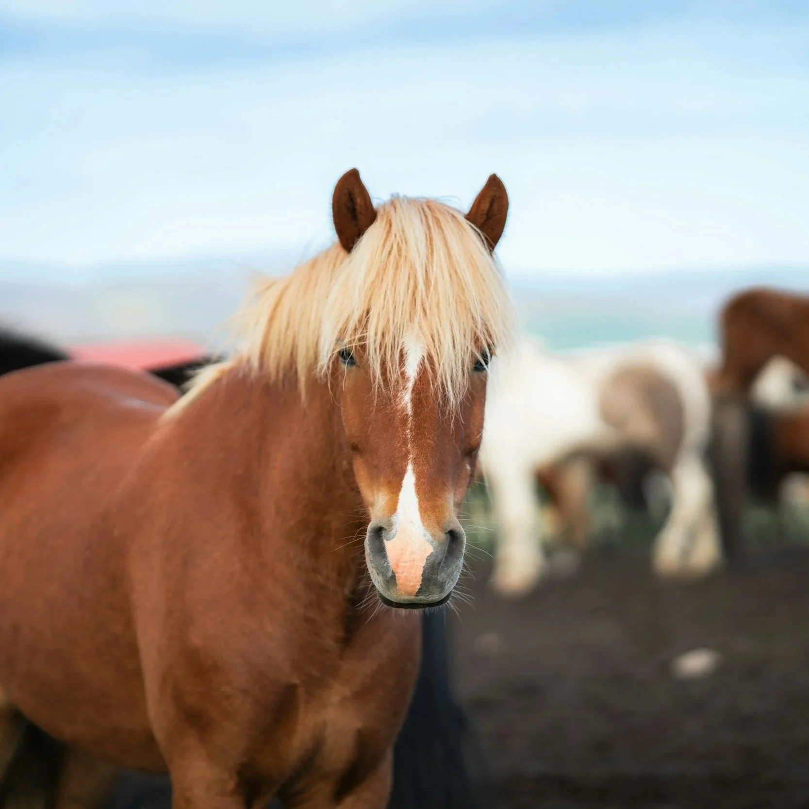A chestnut-colored horse with a blond mane standing outdoors, with other horses in the background and a cloudy sky.