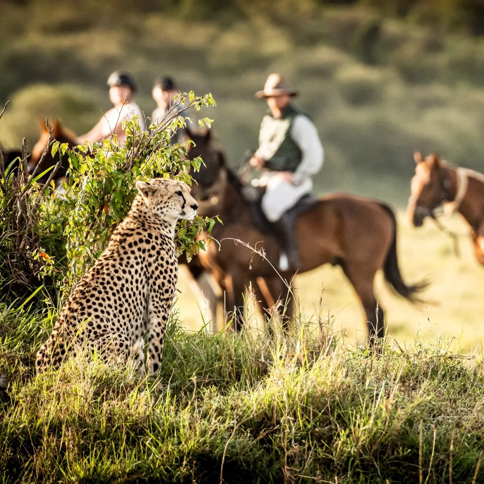 A cheetah sitting on the grass amidst greenery, with three horseback riders in the background on a grassy plain
