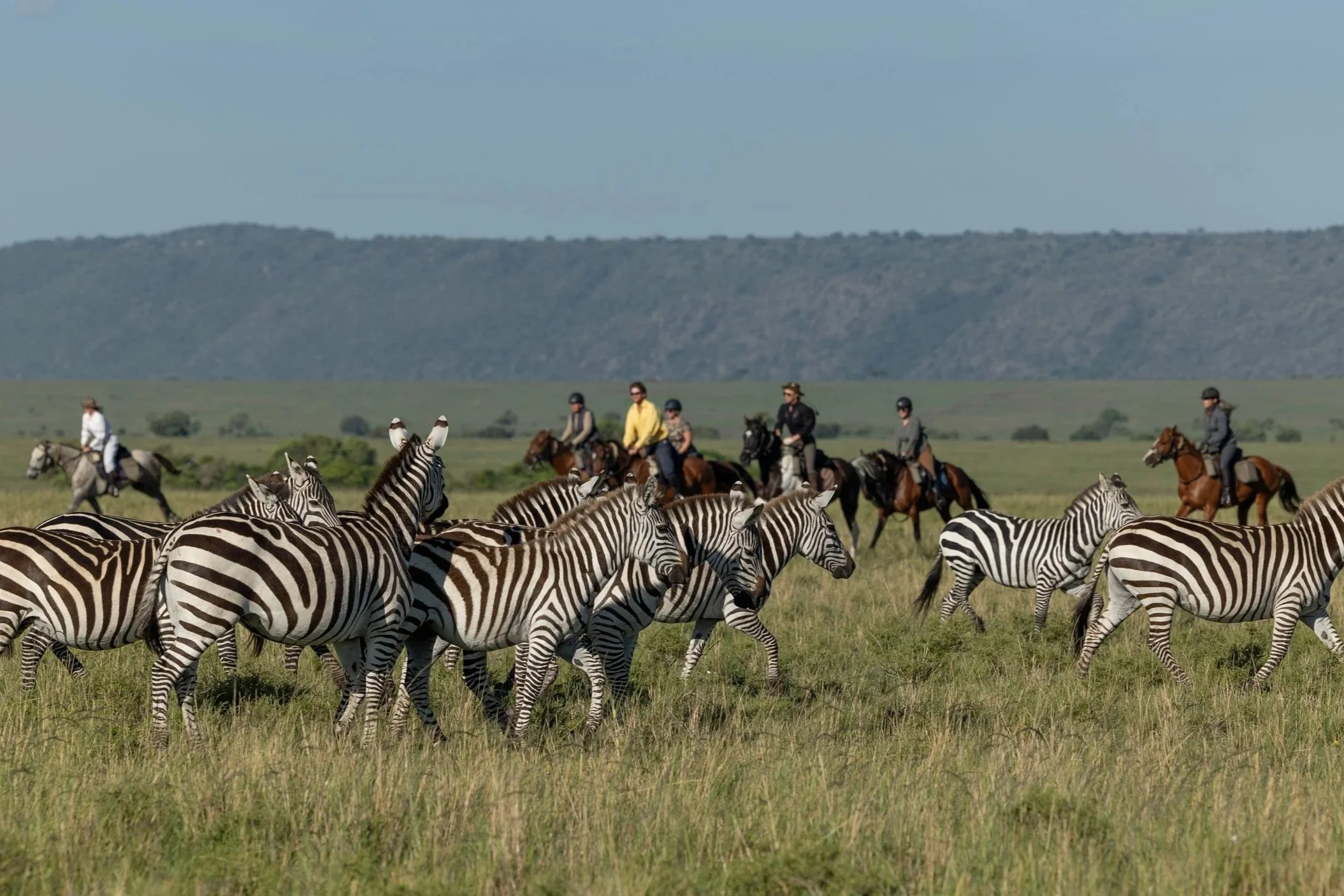 Group of zebras grazing on grassland with people horseback riding in background.