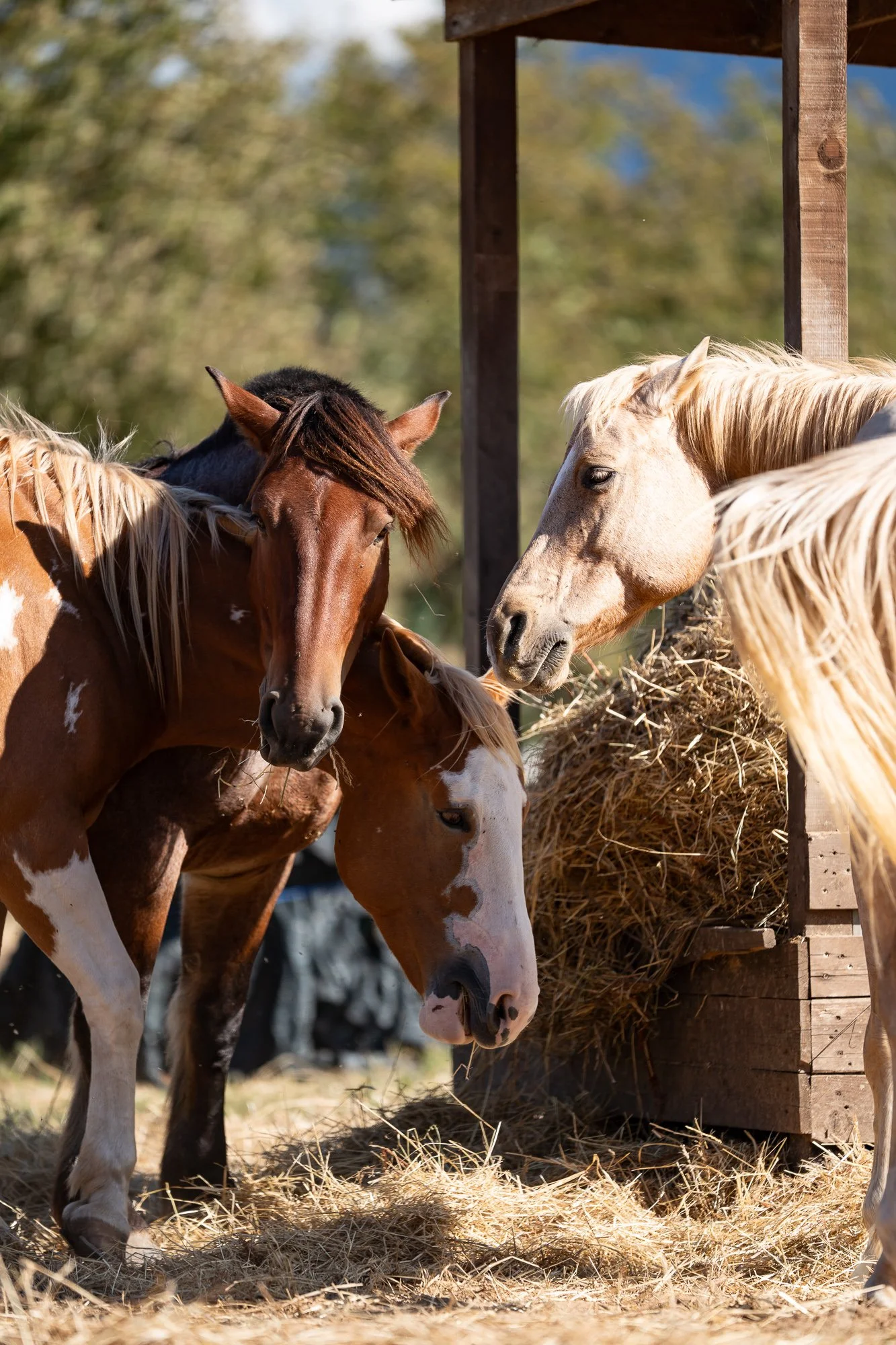 Horses4 (1).jpg