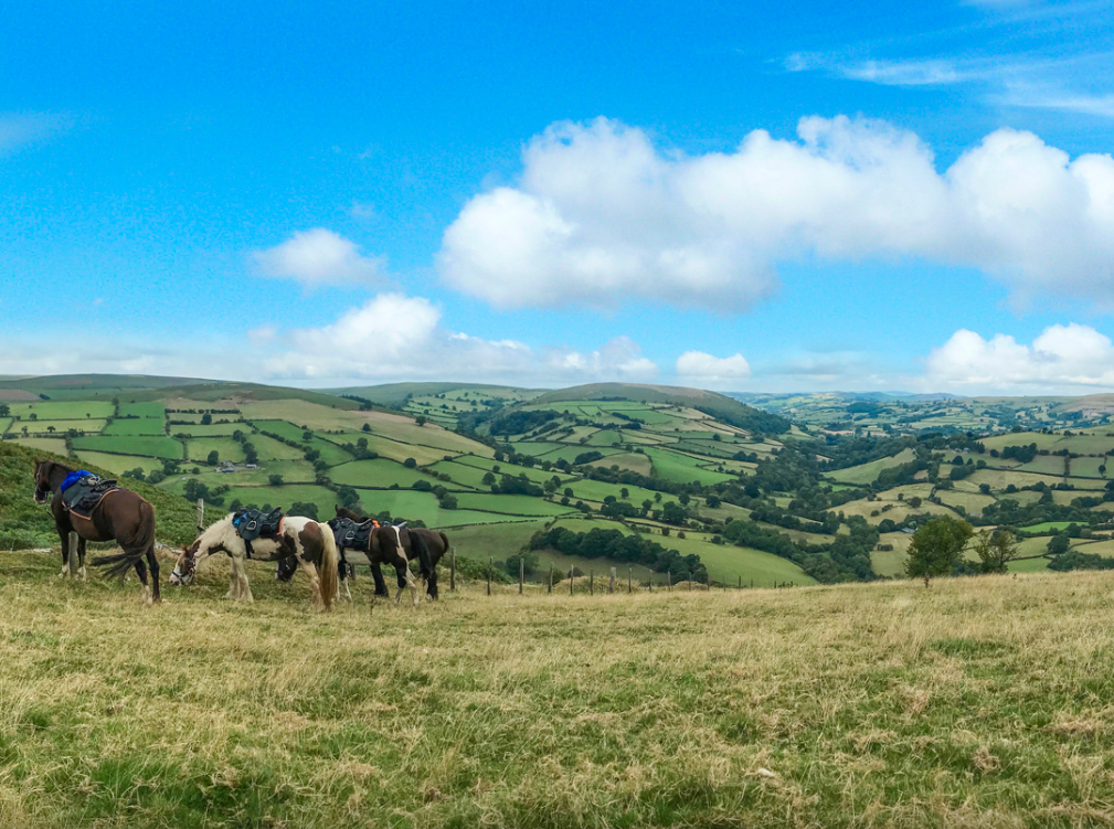 Four horses with saddles resting on a grassy field overlooking rolling green hills and a blue sky with scattered clouds.