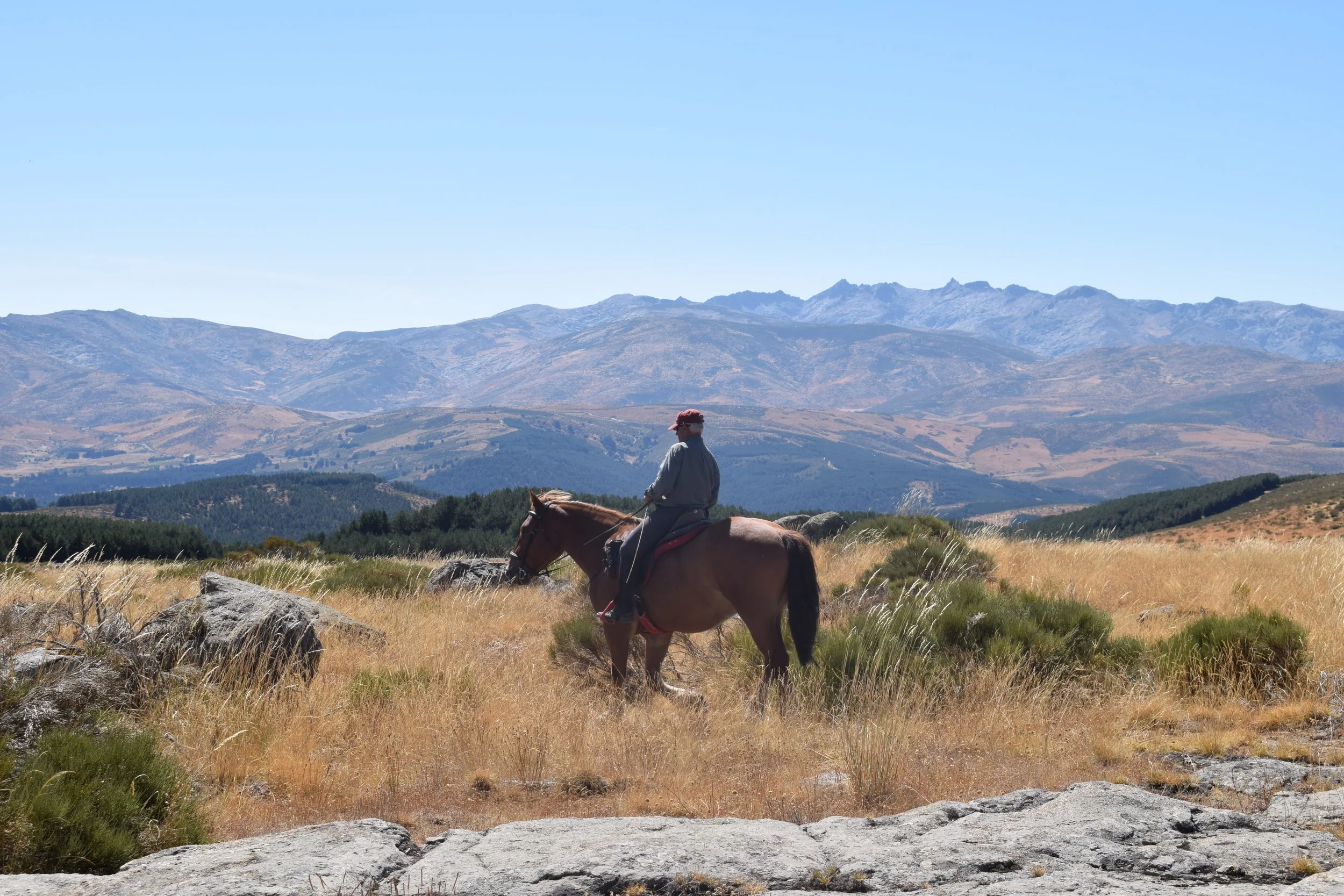 Person riding a horse in a grassy field with mountains in the background under a clear blue sky.