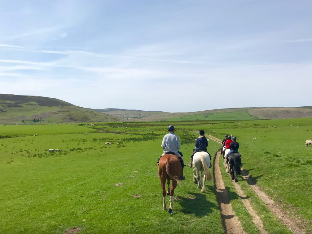 Four people riding horses on a grassy trail through a green, open landscape with rolling hills and scattered sheep, under a partly cloudy sky.