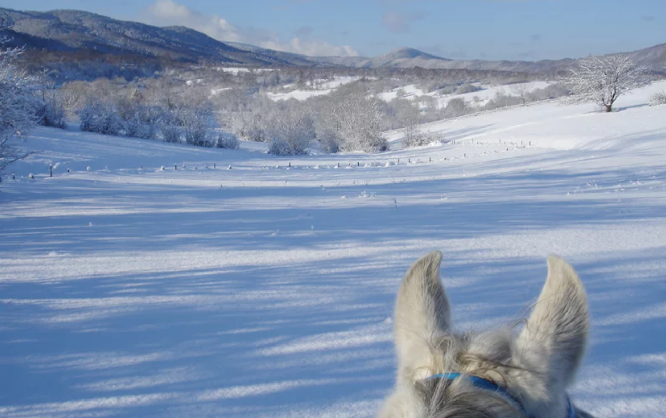 Winter romania.png