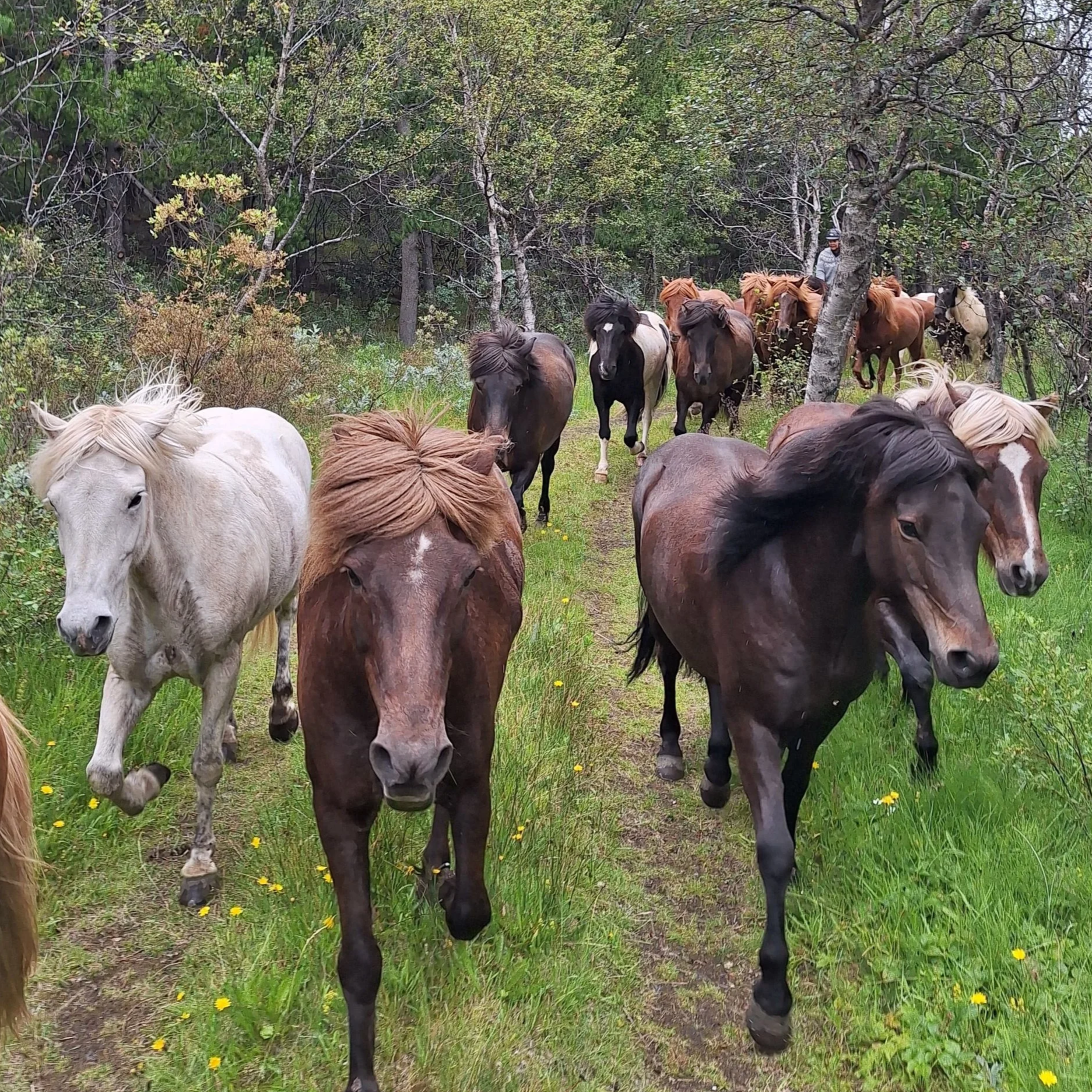 A group of horses walking along a grassy path through a wooded area.