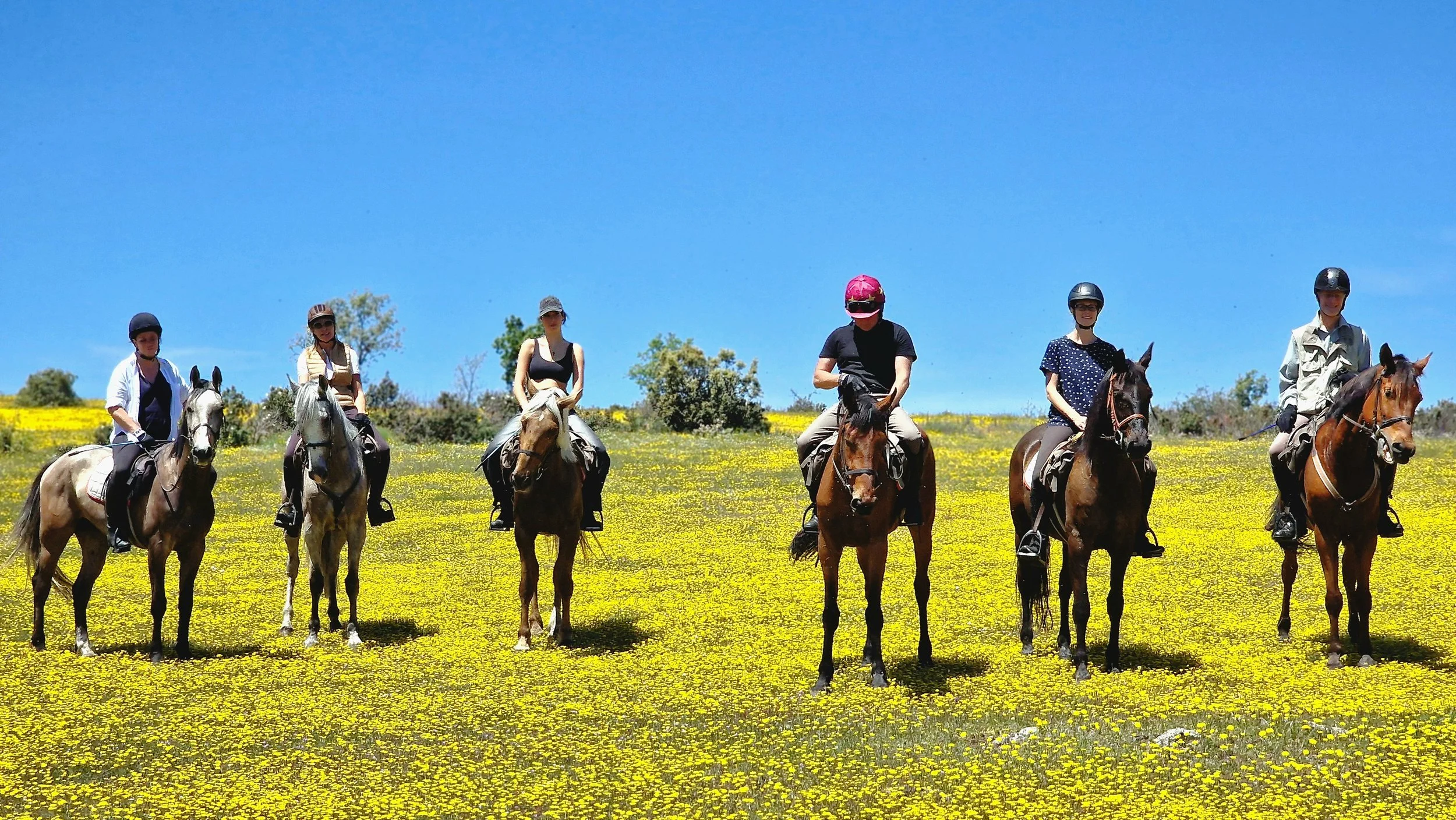 Six people riding horses on a field of yellow flowers under a clear blue sky.