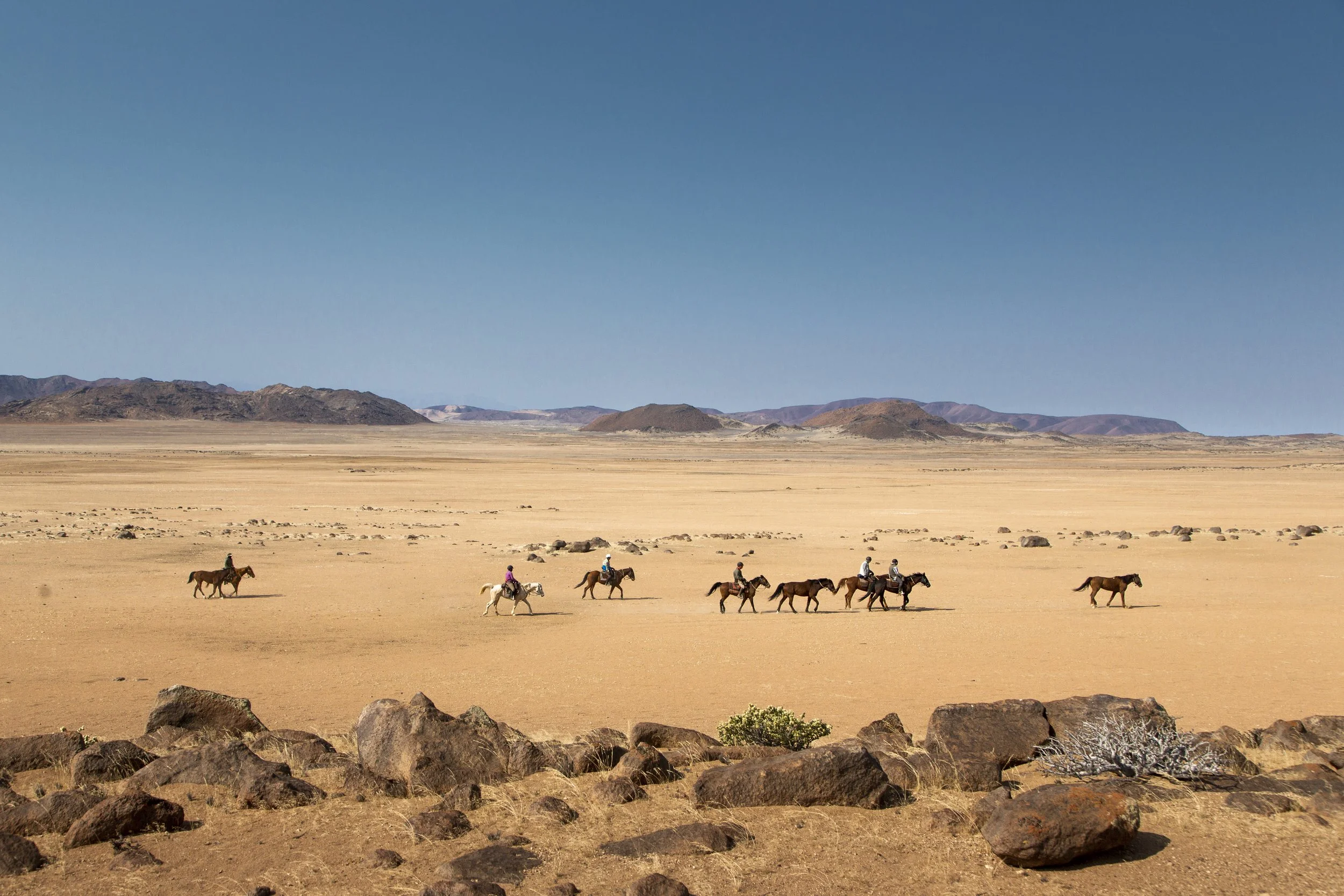 Horses in Damaraland.jpg