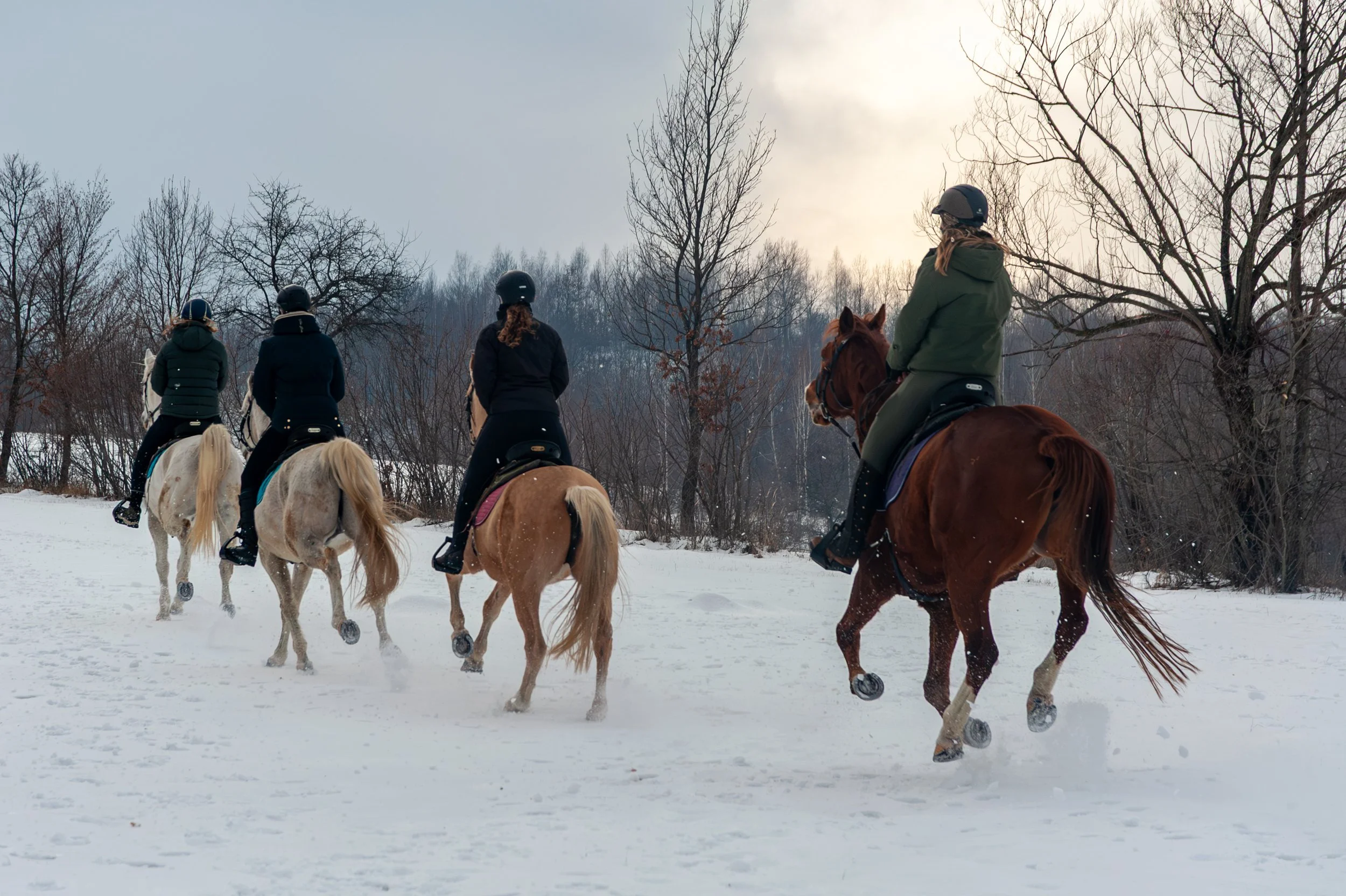Poze Equus winter rides (C) Andrei - Alexandru Popa-10.jpg