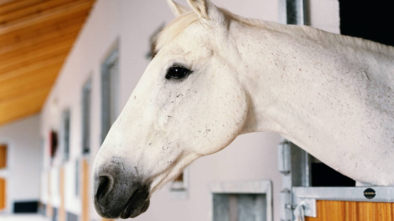 Close-up of a white horse's head peeking out of a barn stall.