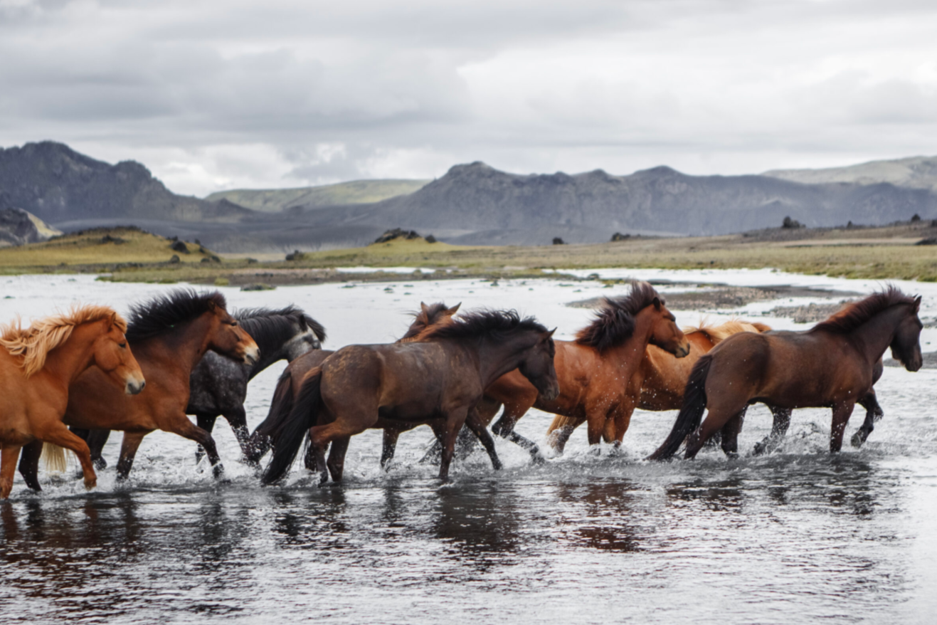 Group of horses running through water with mountains and cloudy sky in the background.