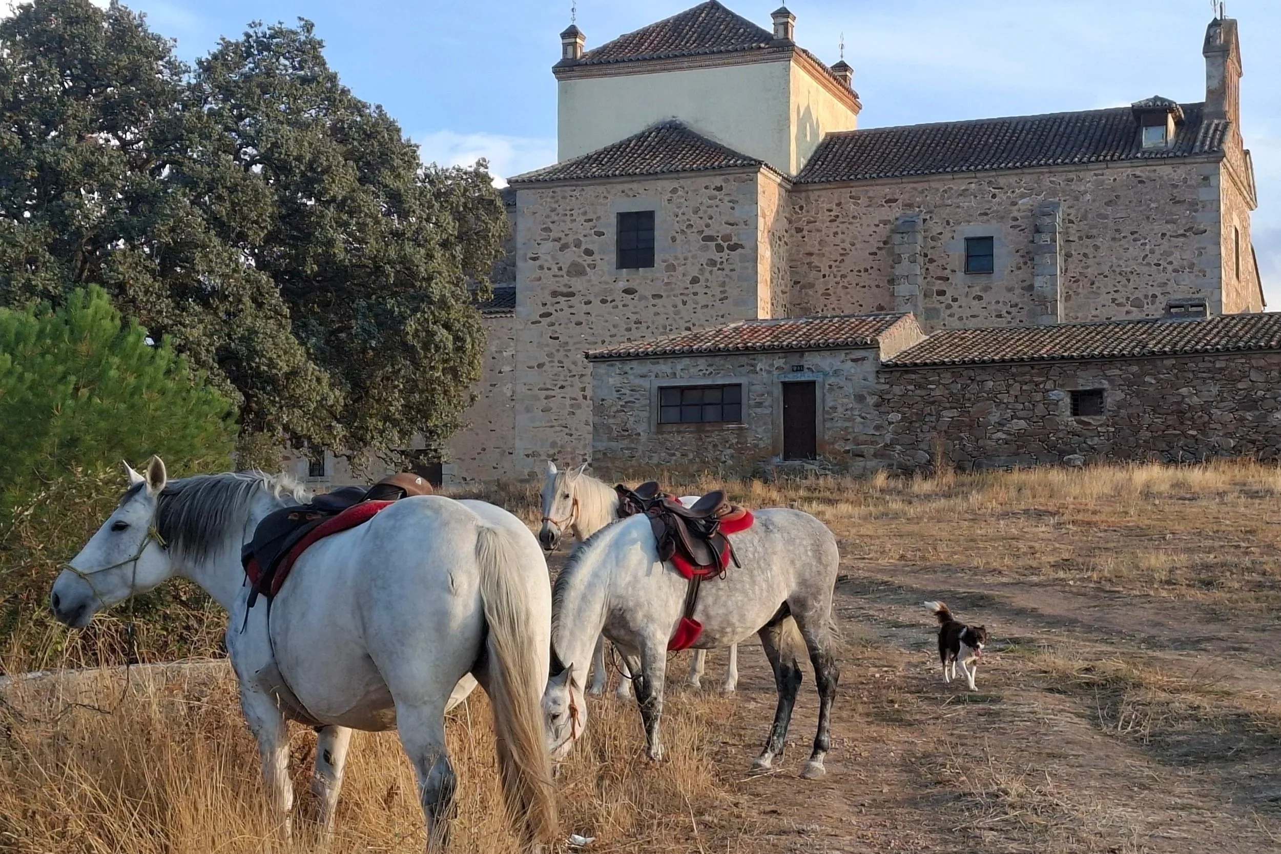 Four horses with saddles and a small dog on a dirt path in front of an old stone building with trees nearby.