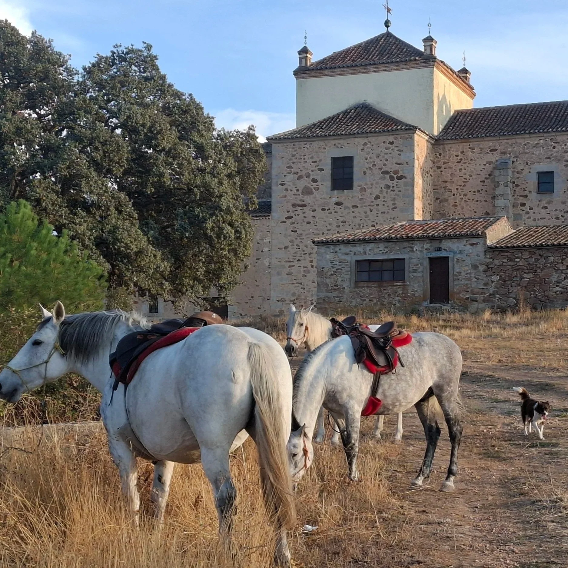 Two white horses with saddles standing on dry grass near an old stone building, with a small black and white dog nearby.
