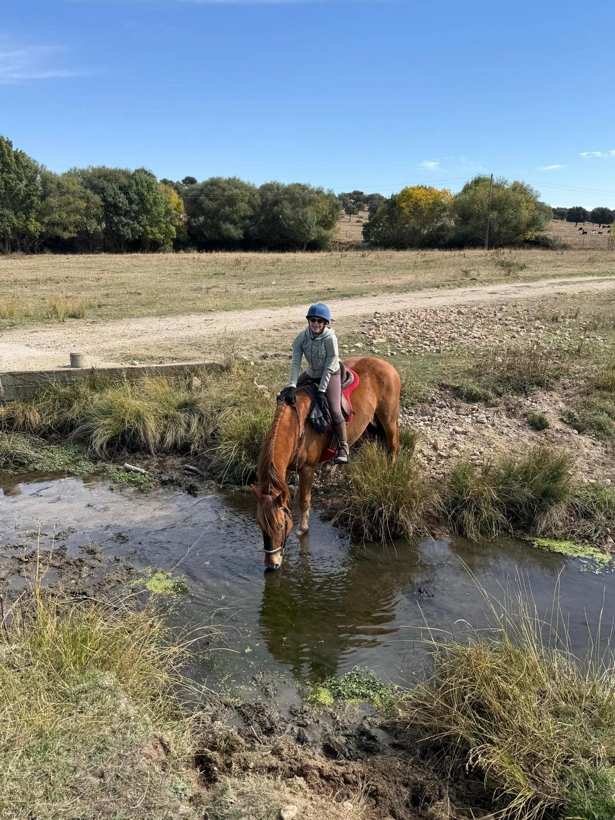 A woman riding a brown horse drinking water from a small pond in a rural area with trees and open land in the background.