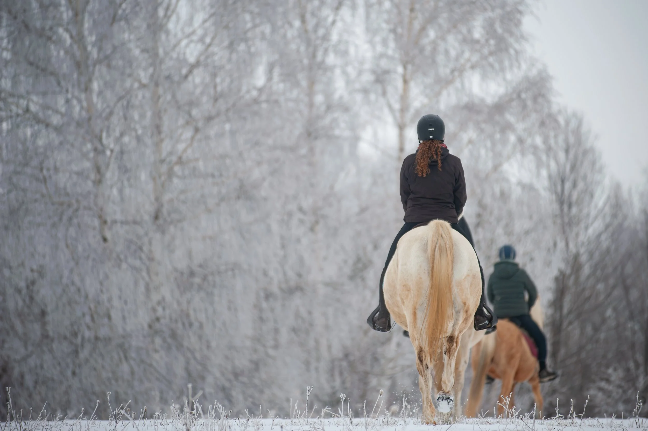 Equus Winter Ride 2026 (C) Andrei - Alexandru Popa-14.jpg