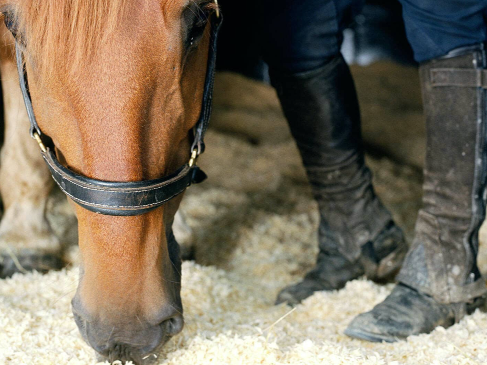 Close-up of a horse's face and a person standing nearby, both on a bedding of straw or sawdust.