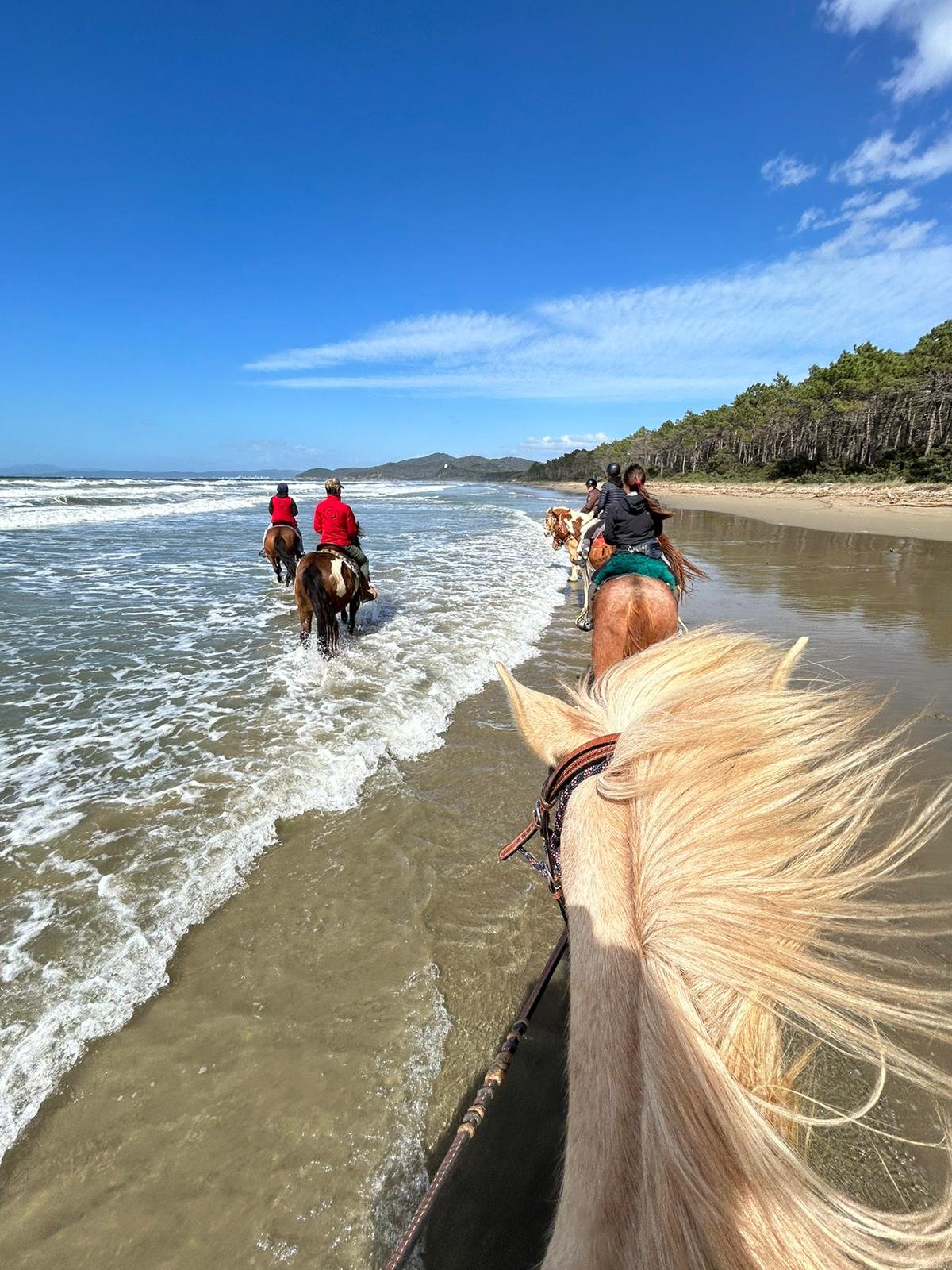 Horses1 (1).jpg