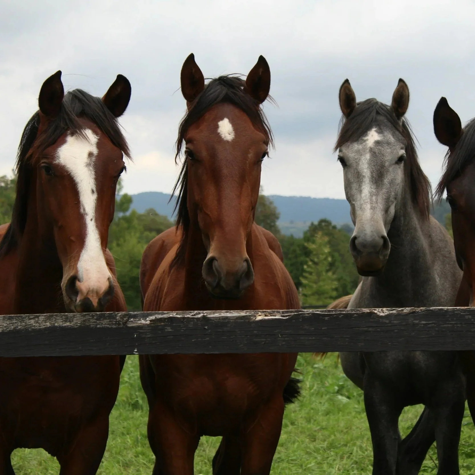 Four horses behind a wooden fence on a grassy field, with trees and hills in the background.