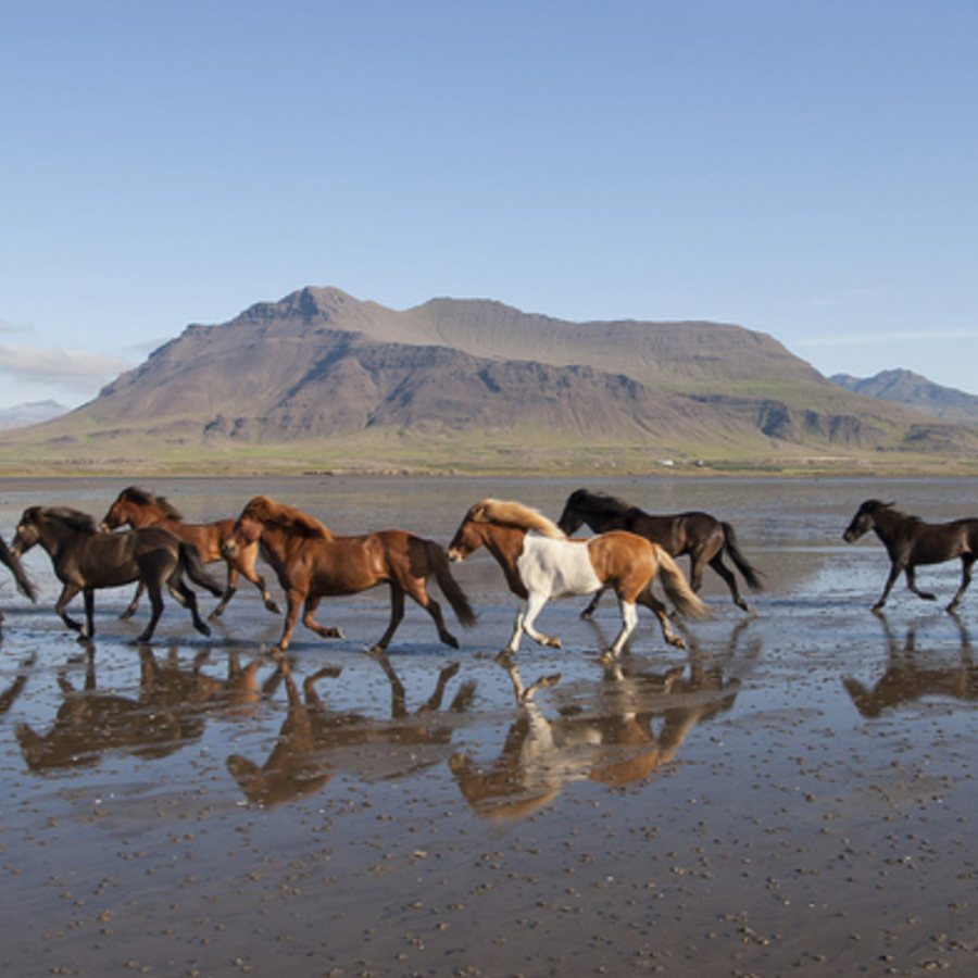 Horses running through shallow water with mountains in the background under a clear blue sky.