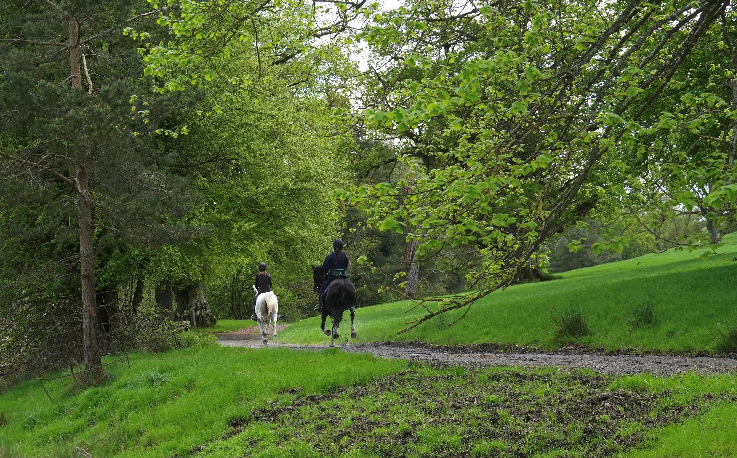 Two horseback riders, one on a black horse and the other on a white horse, riding along a dirt trail in a green forested area.