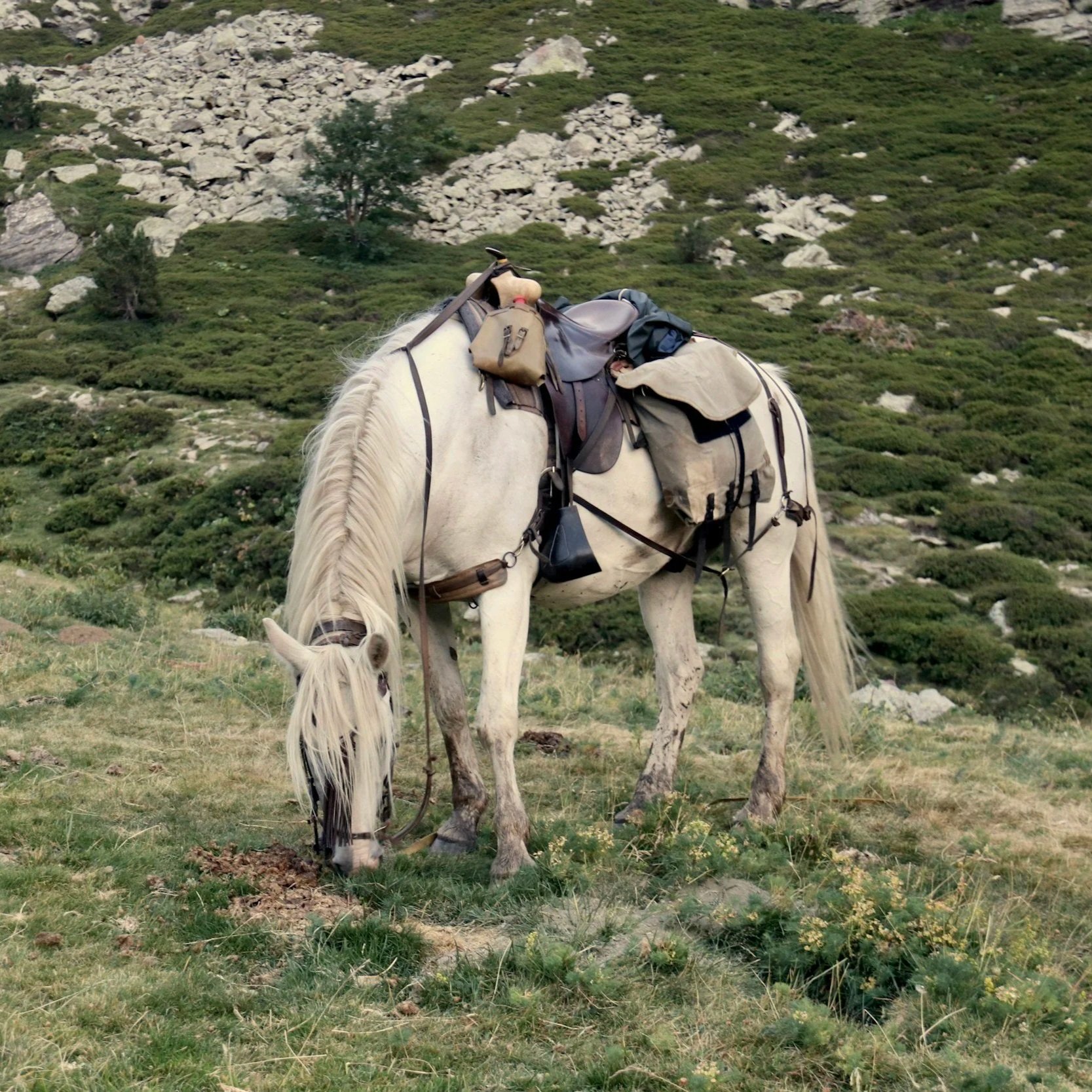 A white horse grazing on grass in a mountainous area with rocks and green shrubbery, loaded with camping gear.