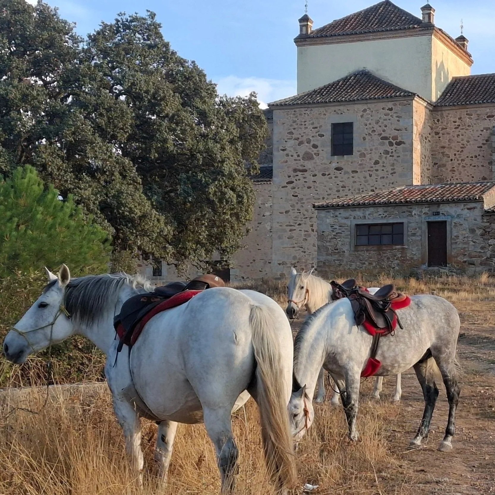 Three white horses with saddles standing on dry grass in front of an old building made of stone with a tiled roof, set against a blue sky with some clouds.