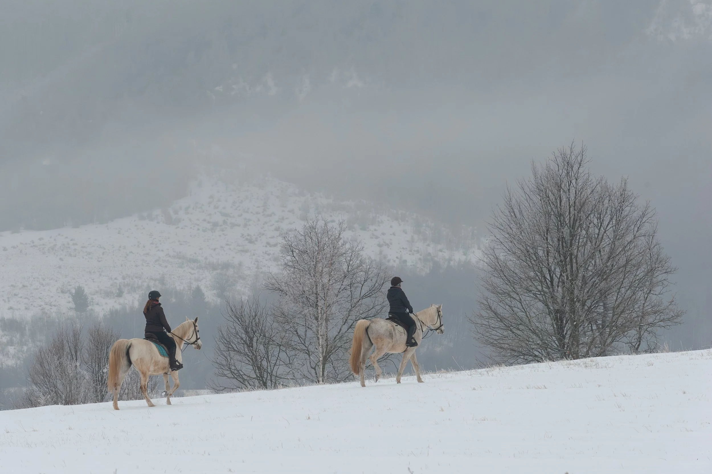 Equus Winter Ride 2026 (C) Andrei - Alexandru Popa-9.jpg
