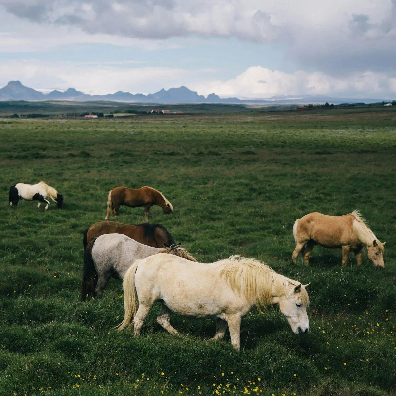 Grazing horses on a lush green field with mountain range in the background under cloudy sky.