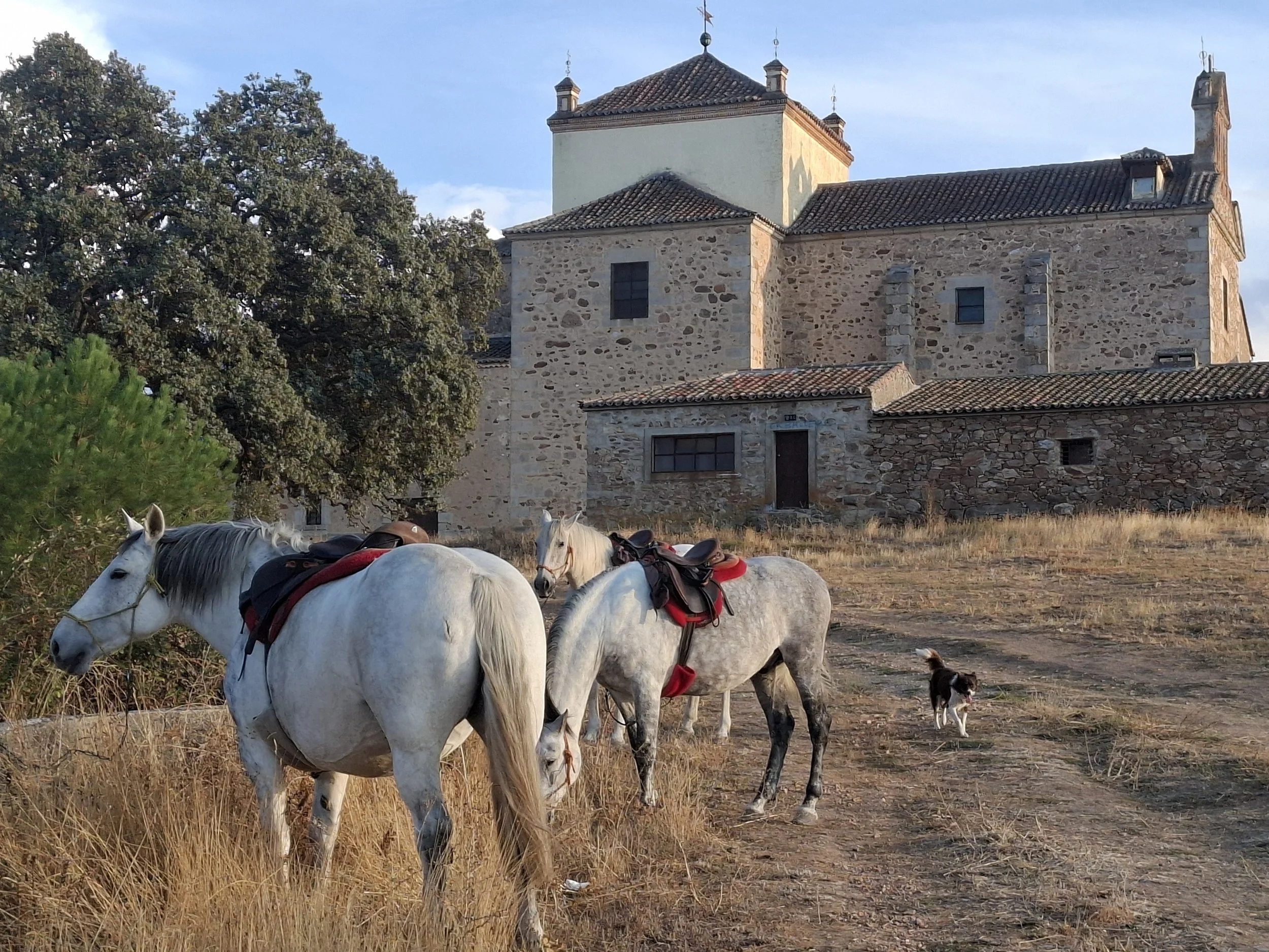 Three white horses with saddles and a small dog standing on dry grass in front of an old stone building with tiled roofs and small windows, surrounded by trees and clear sky.