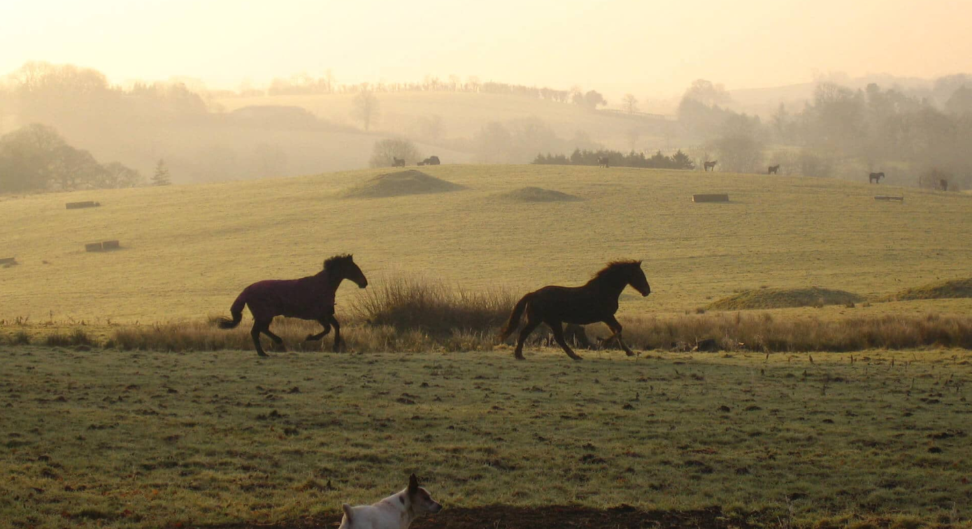 Horses running across a grassy field at dawn or dusk with rolling hills and trees in the background.