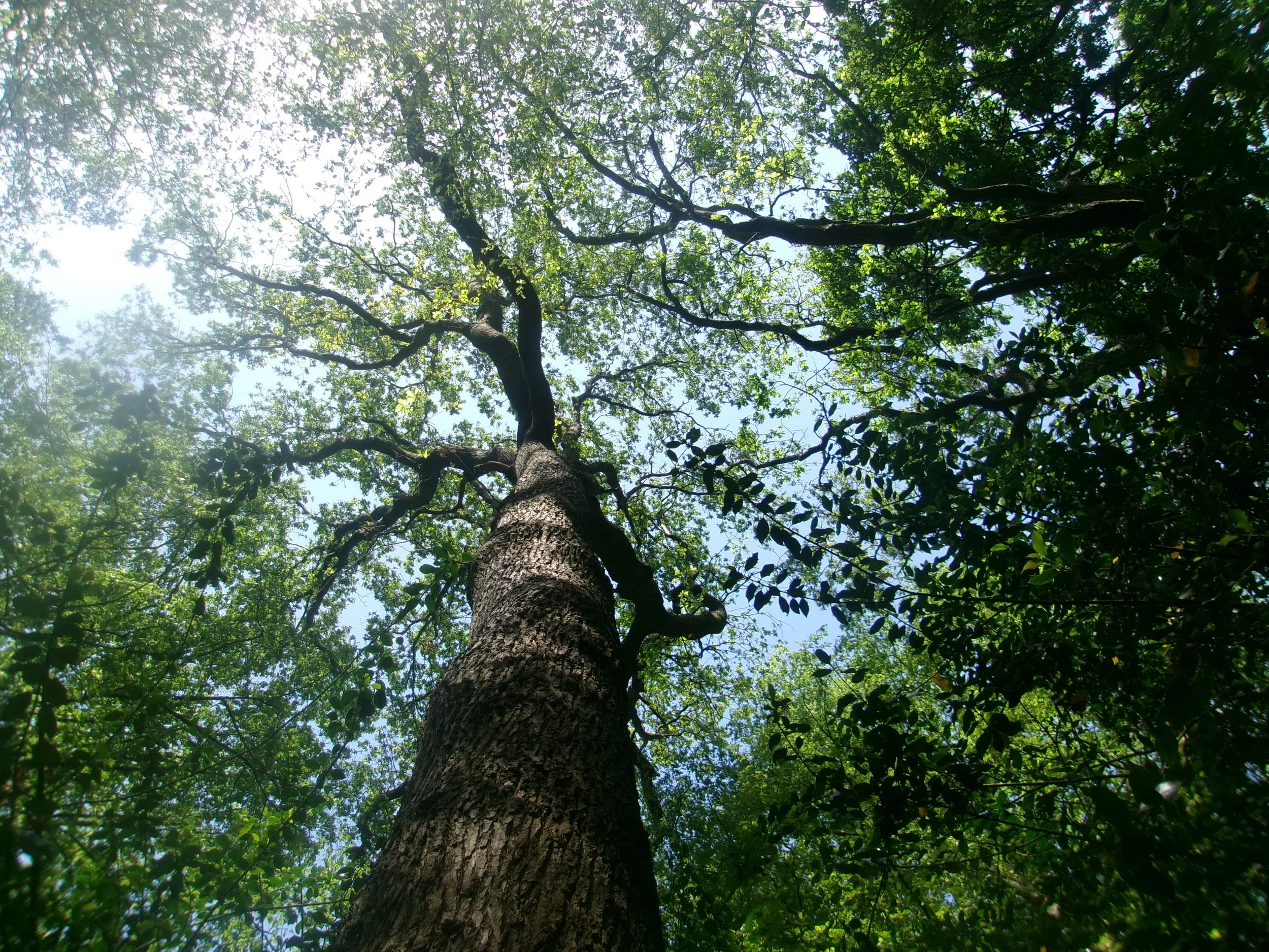 Alexandra Palace Nature Photography Trail