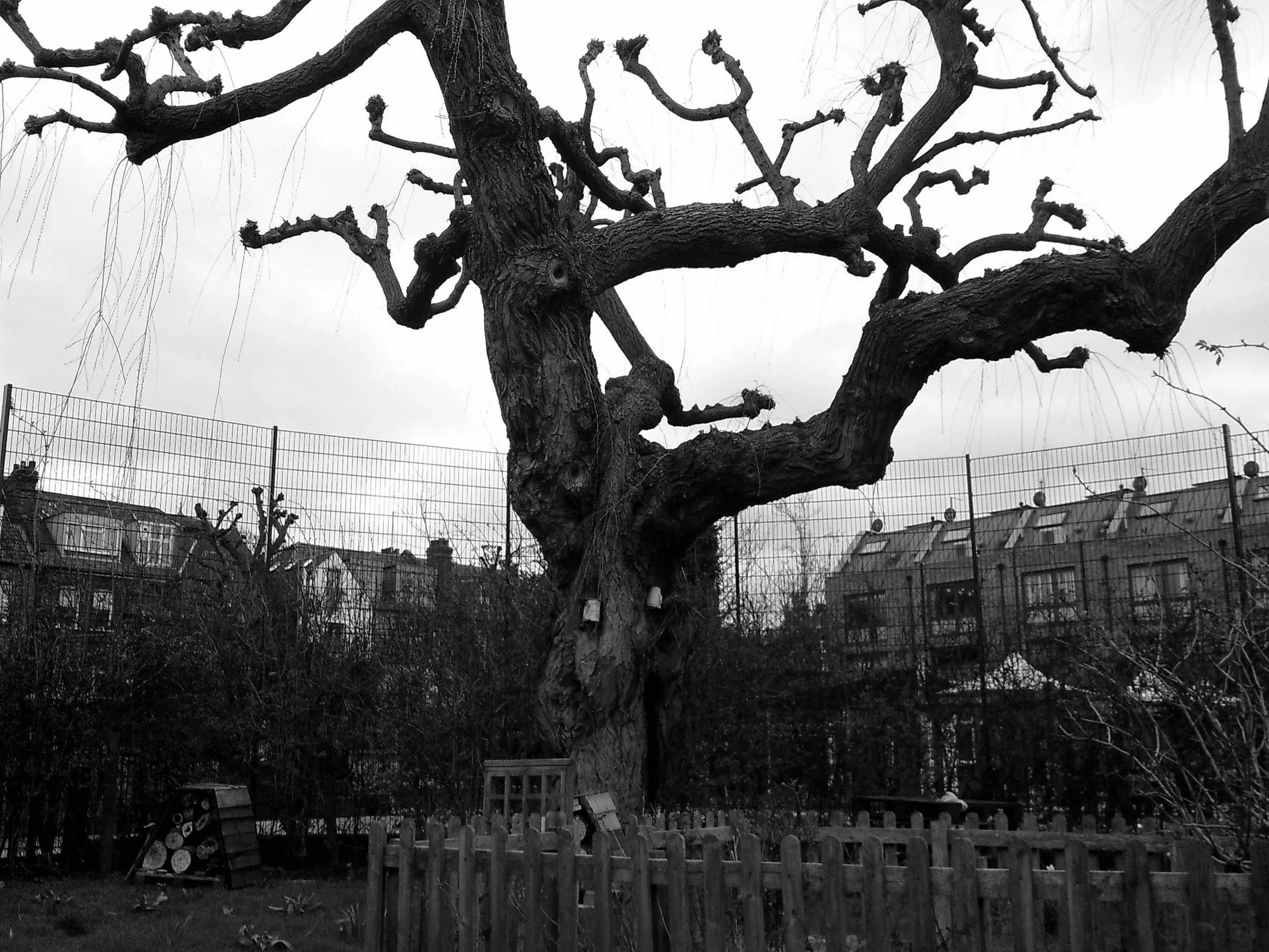 Black & white magic - Ozzy age 6