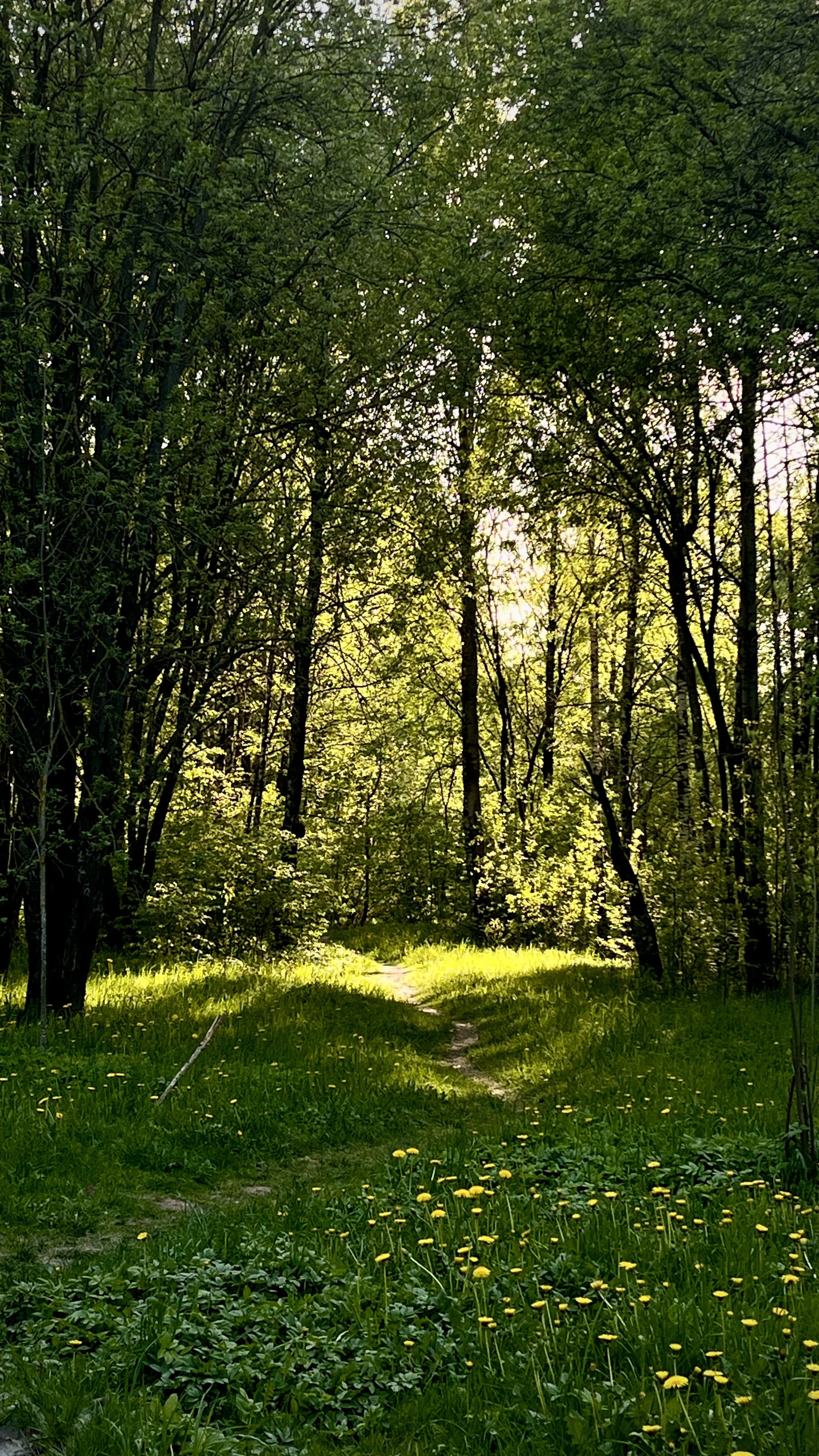 Een smal pad door een groene bos met bomen en gele bloemen.