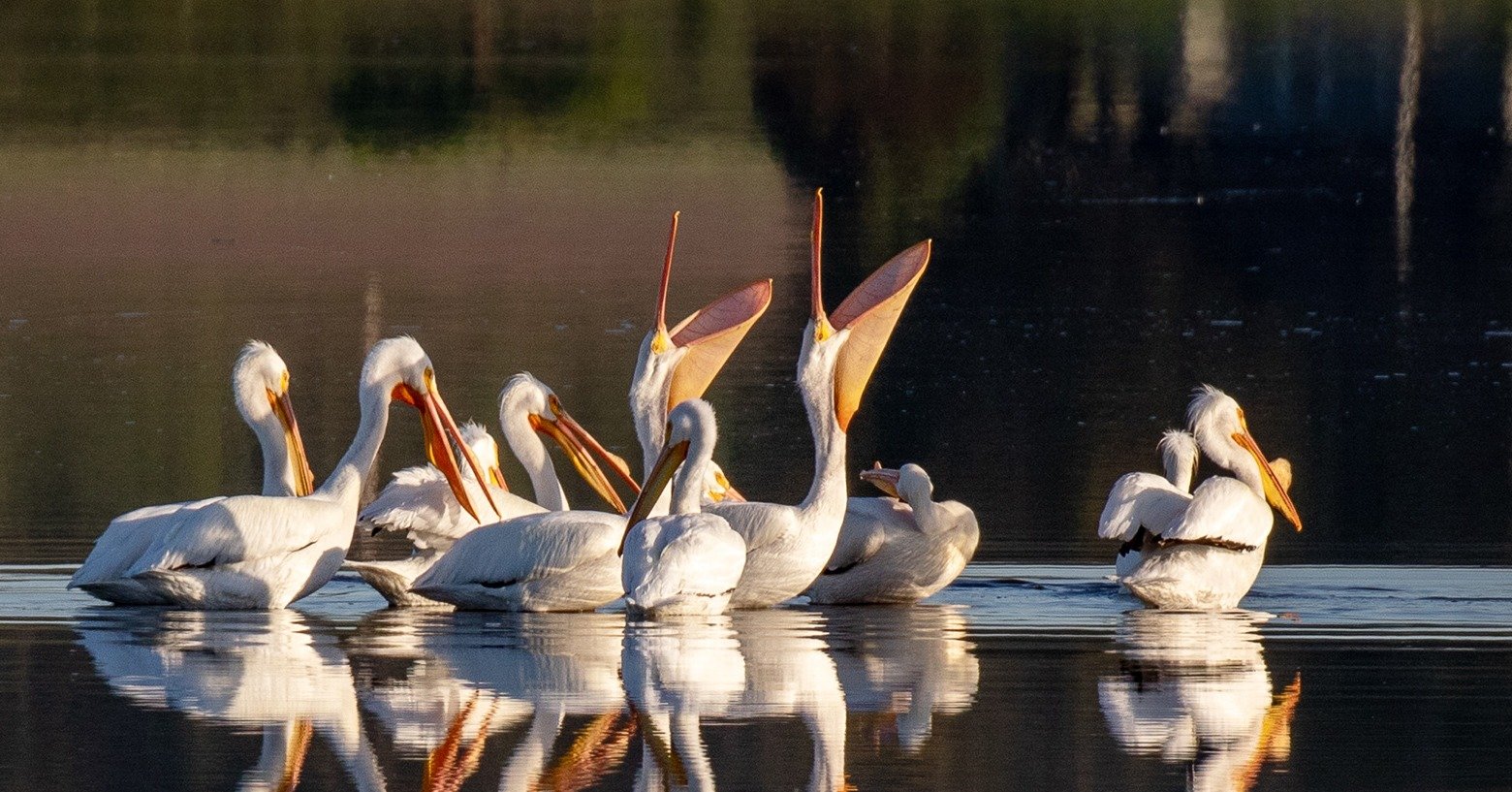 Just 6&ndash;8 minutes from Stillwell Pasco Station, this hidden gem in San Antonio offers serene trails, native wildlife, and quiet moments surrounded by nature. Perfect for a morning walk, weekend unwind, or a breath of fresh air close to home. 🍃✨