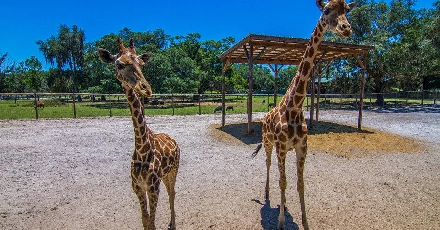 Get up close with giraffes, zebras, and rhinos at Giraffe Ranch 🦒&mdash;nearby, in Dade City! Take a safari tour, ride a camel, or snap the perfect wildlife selfie. It&rsquo;s Florida adventure with an African twist! 🐾🌿 #GiraffeRanch #DadeCityFL #