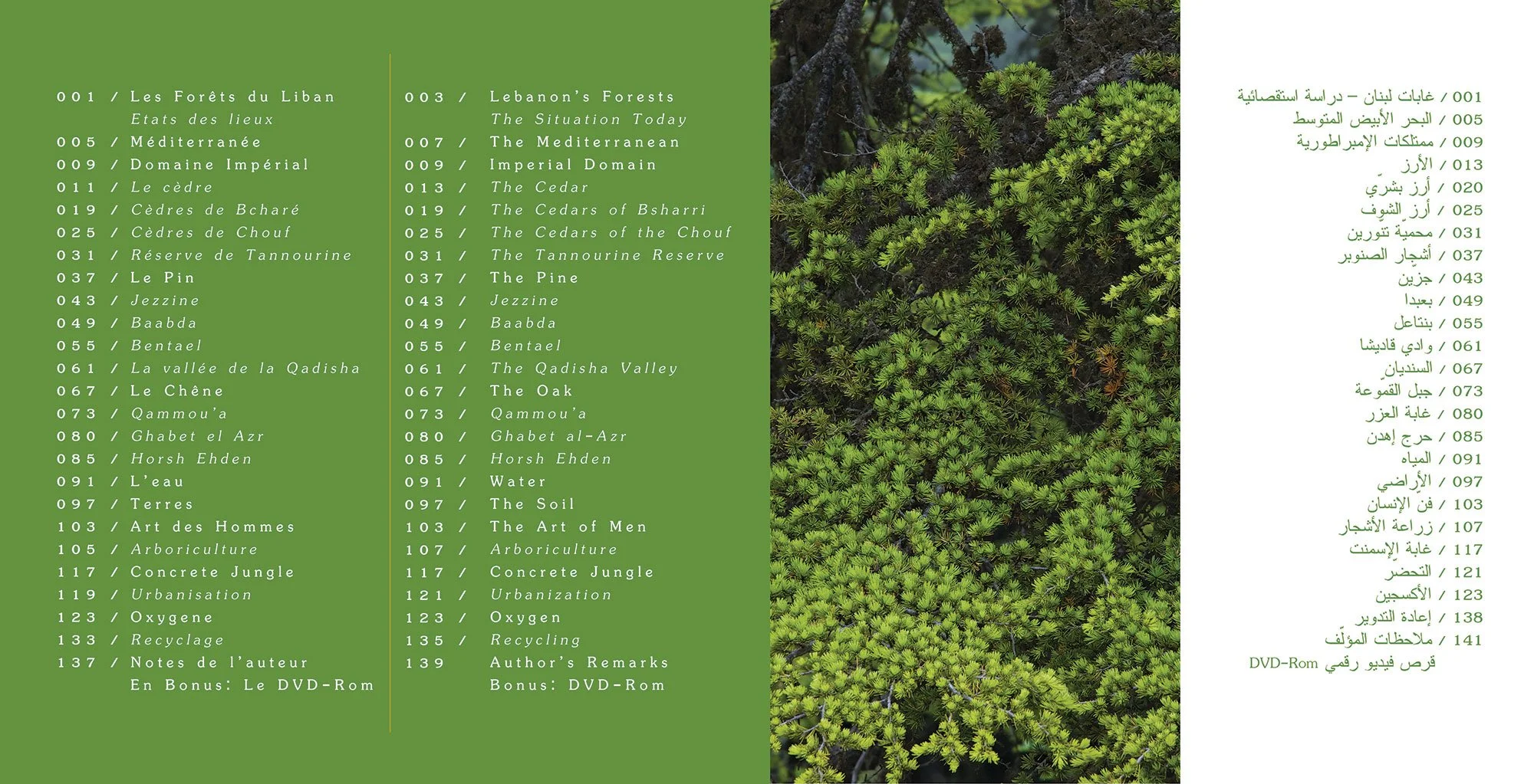 Forets-du-liban-1.jpg